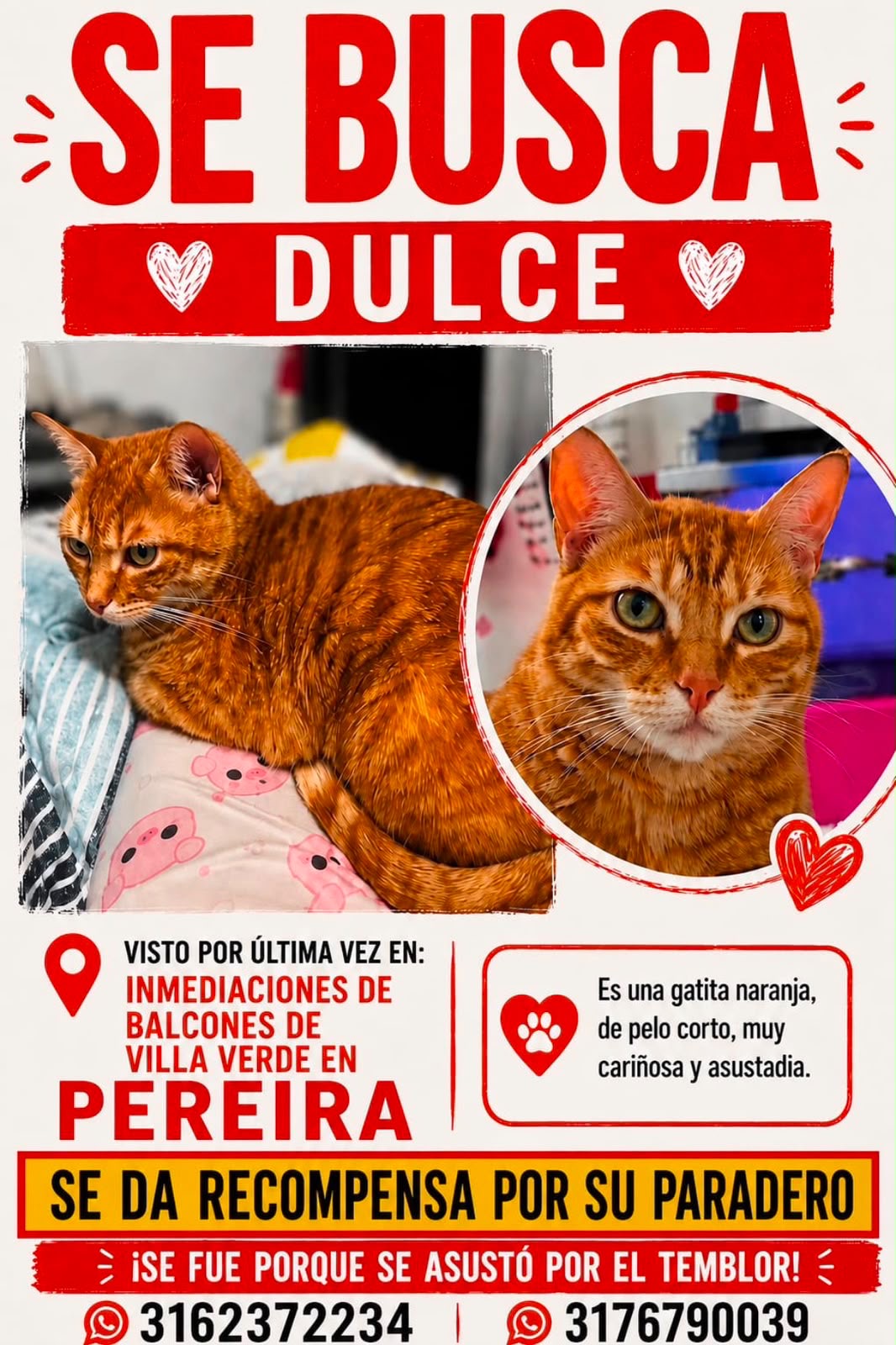 Se busca DULCE! Gato Naranja Perdido en Pereira 127