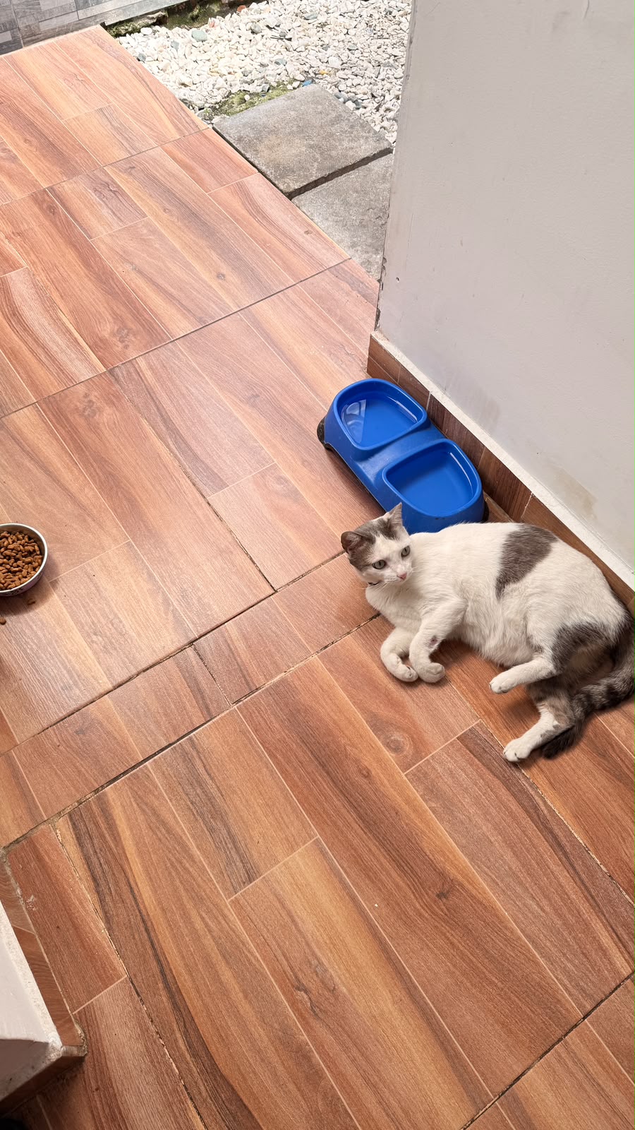 Toky: Gato perdido - ¡Ayúdanos a encontrarlo! 88