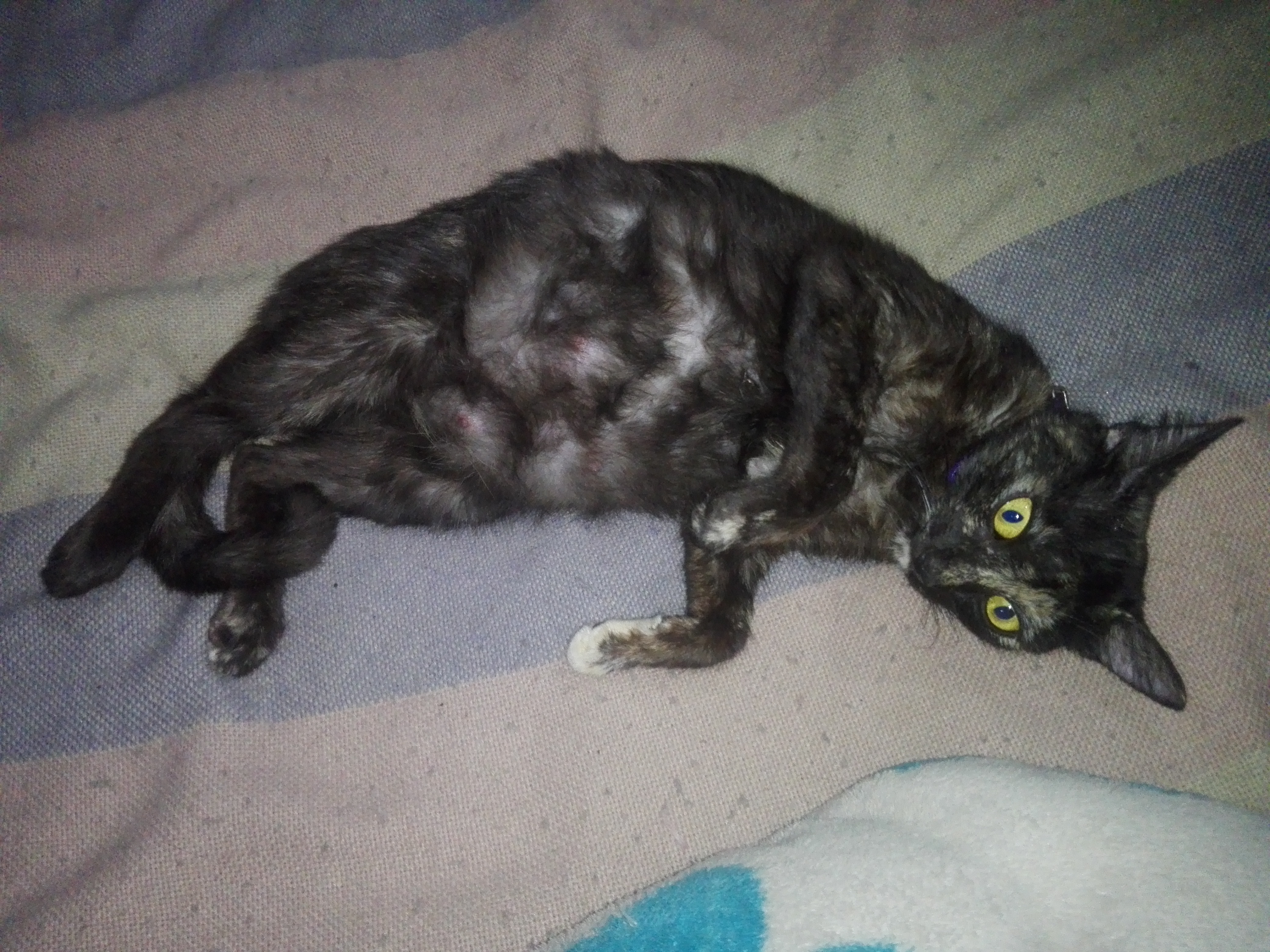 ¡Ayuda a encontrar a Estrella! Gato perdido. ¡Recompensa! 278