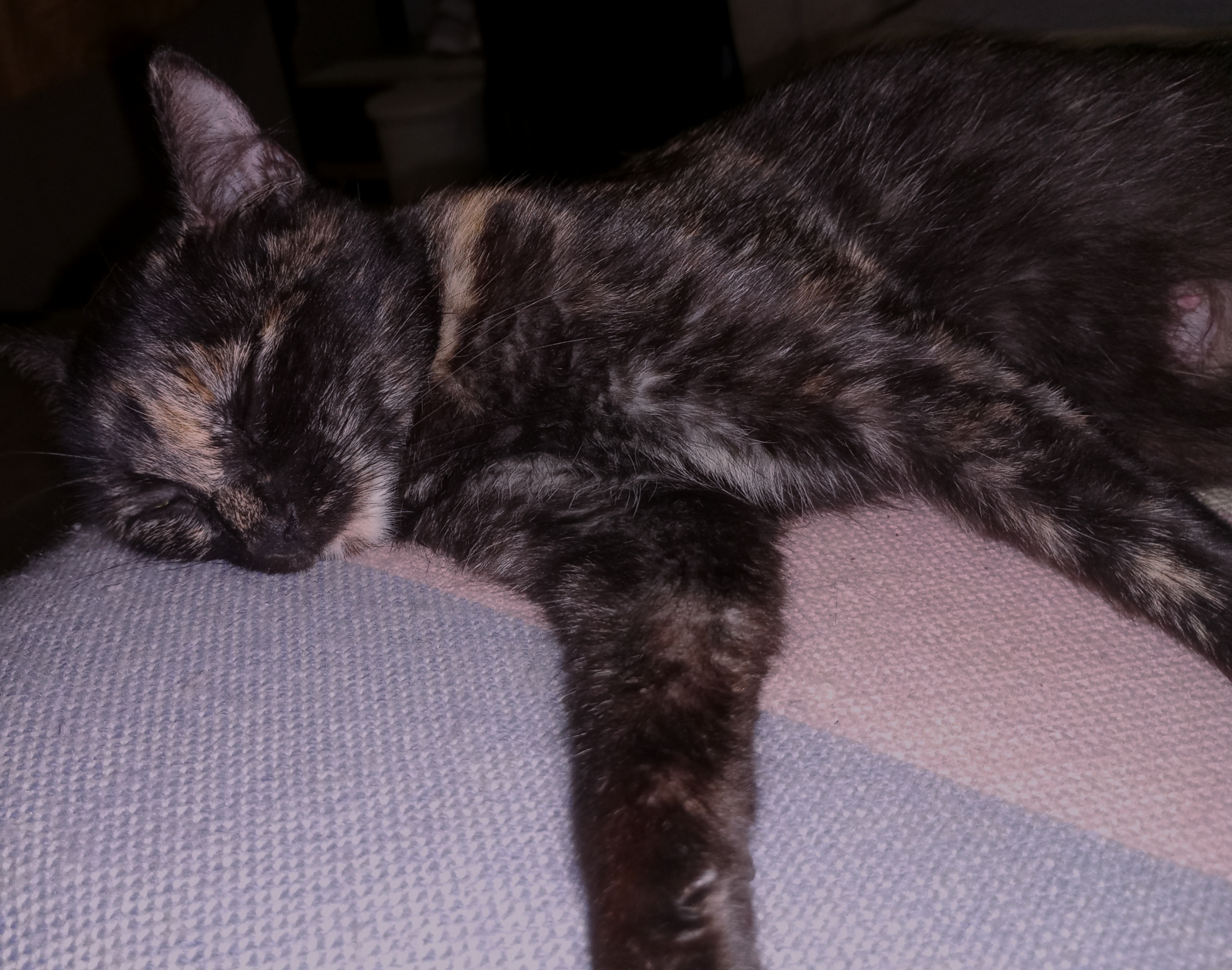 ¡Ayuda a encontrar a Estrella! Gato perdido. ¡Recompensa! 277