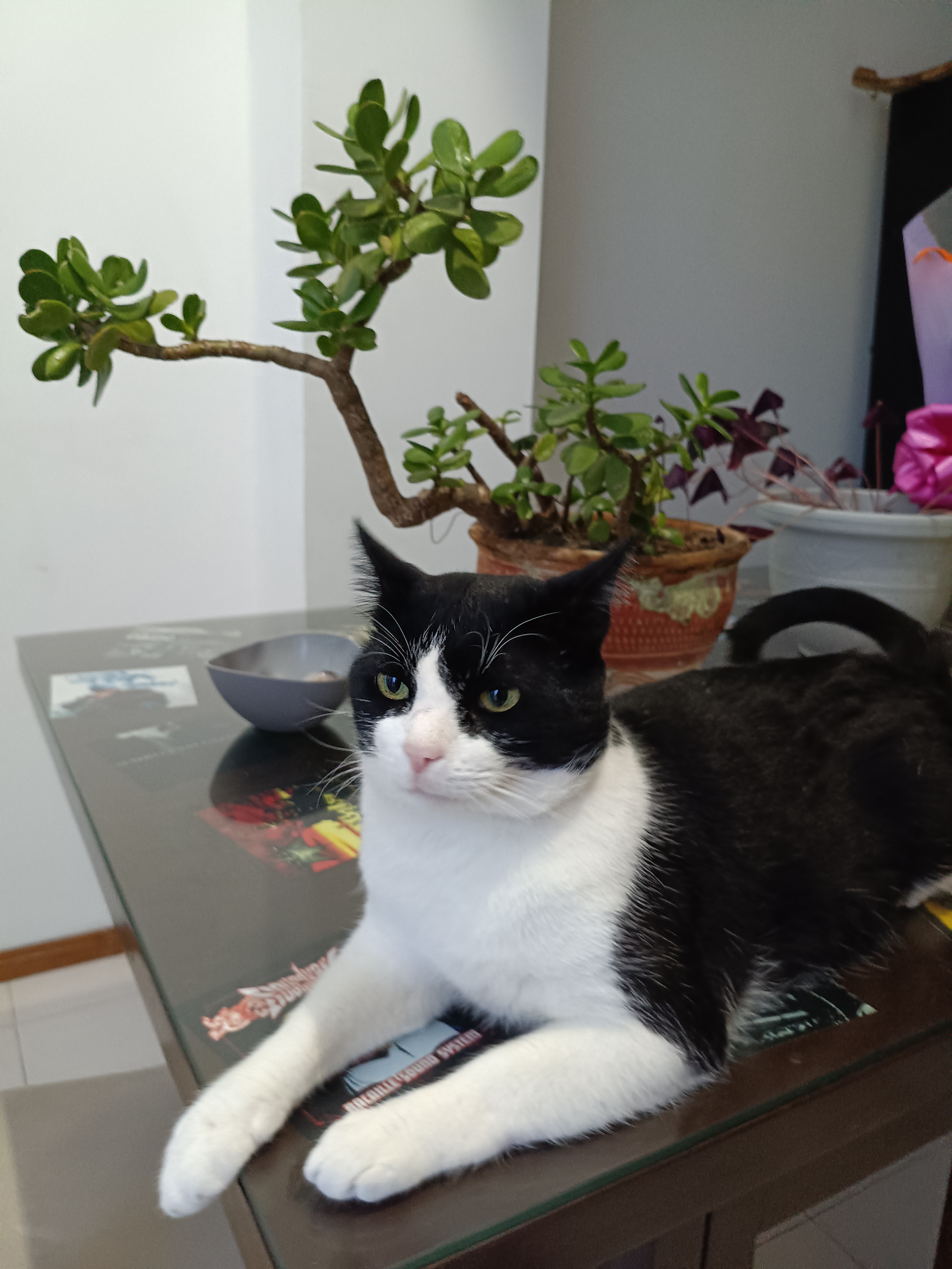 ¡Georges se ha perdido! Gato negro y blanco busca su hogar 😿 111