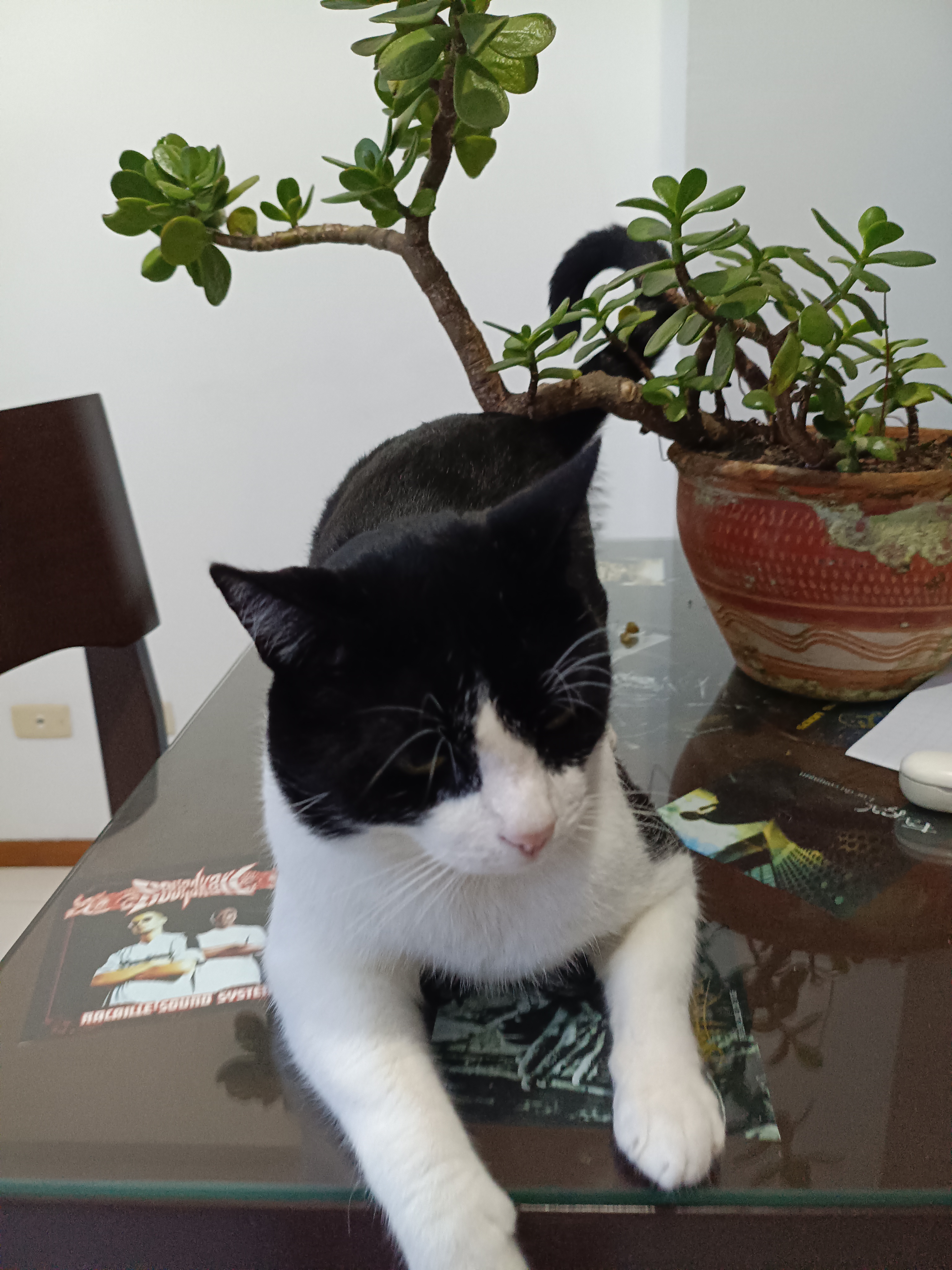 ¡Georges se ha perdido! Gato negro y blanco busca su hogar 😿 112