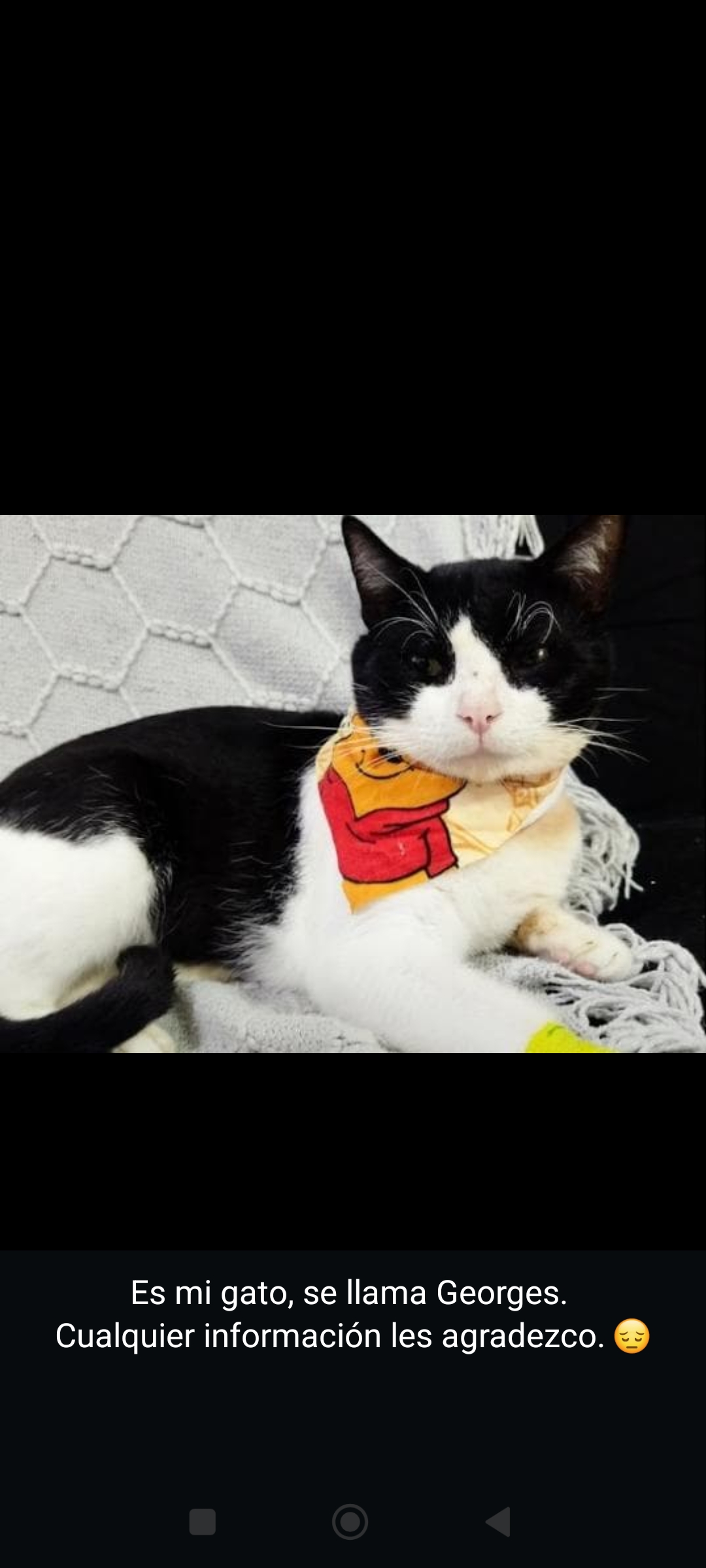 ¡Georges se ha perdido! Gato negro y blanco busca su hogar 😿 110