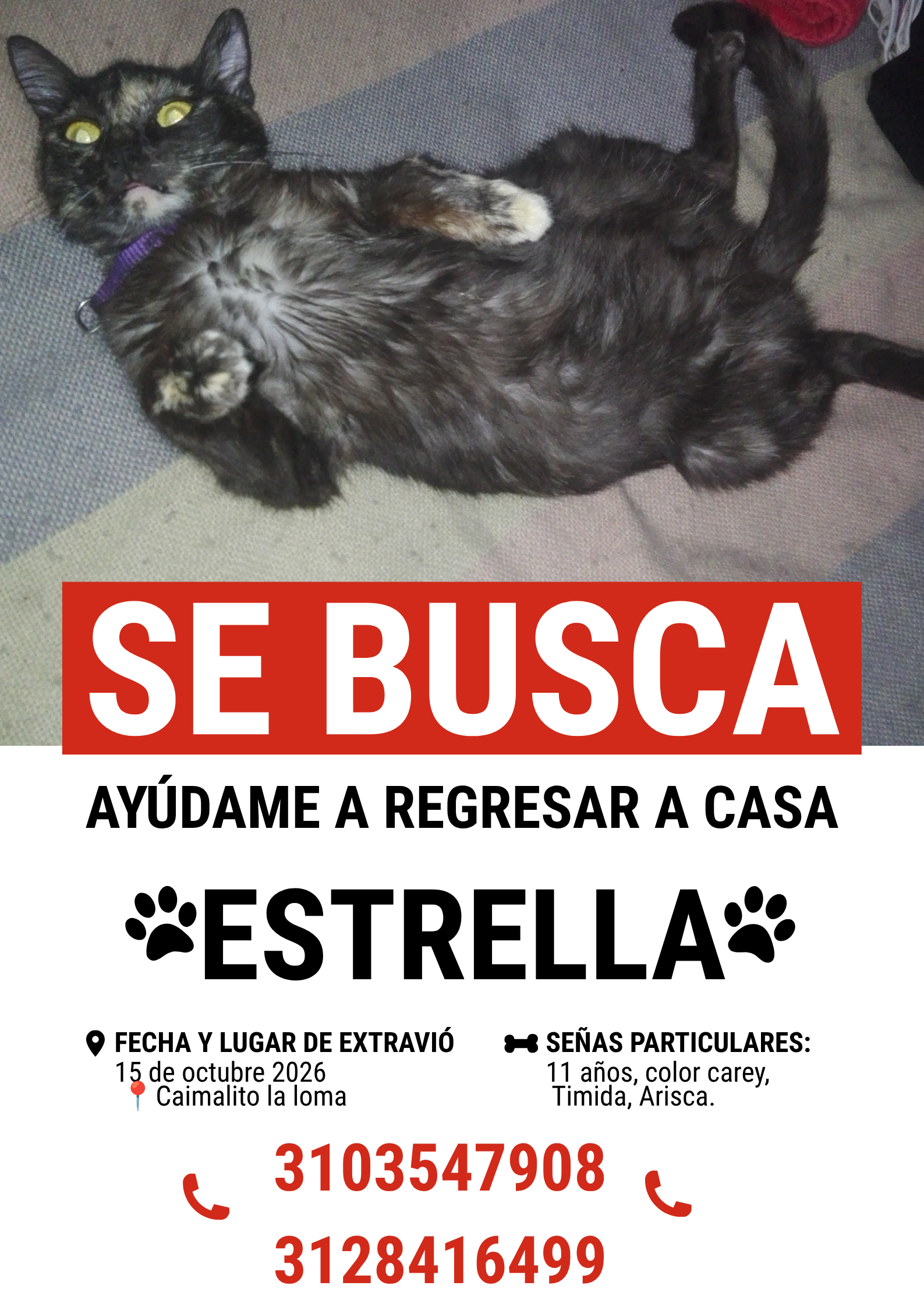 ¡Ayuda a encontrar a Estrella! Gato perdido. ¡Recompensa! 279