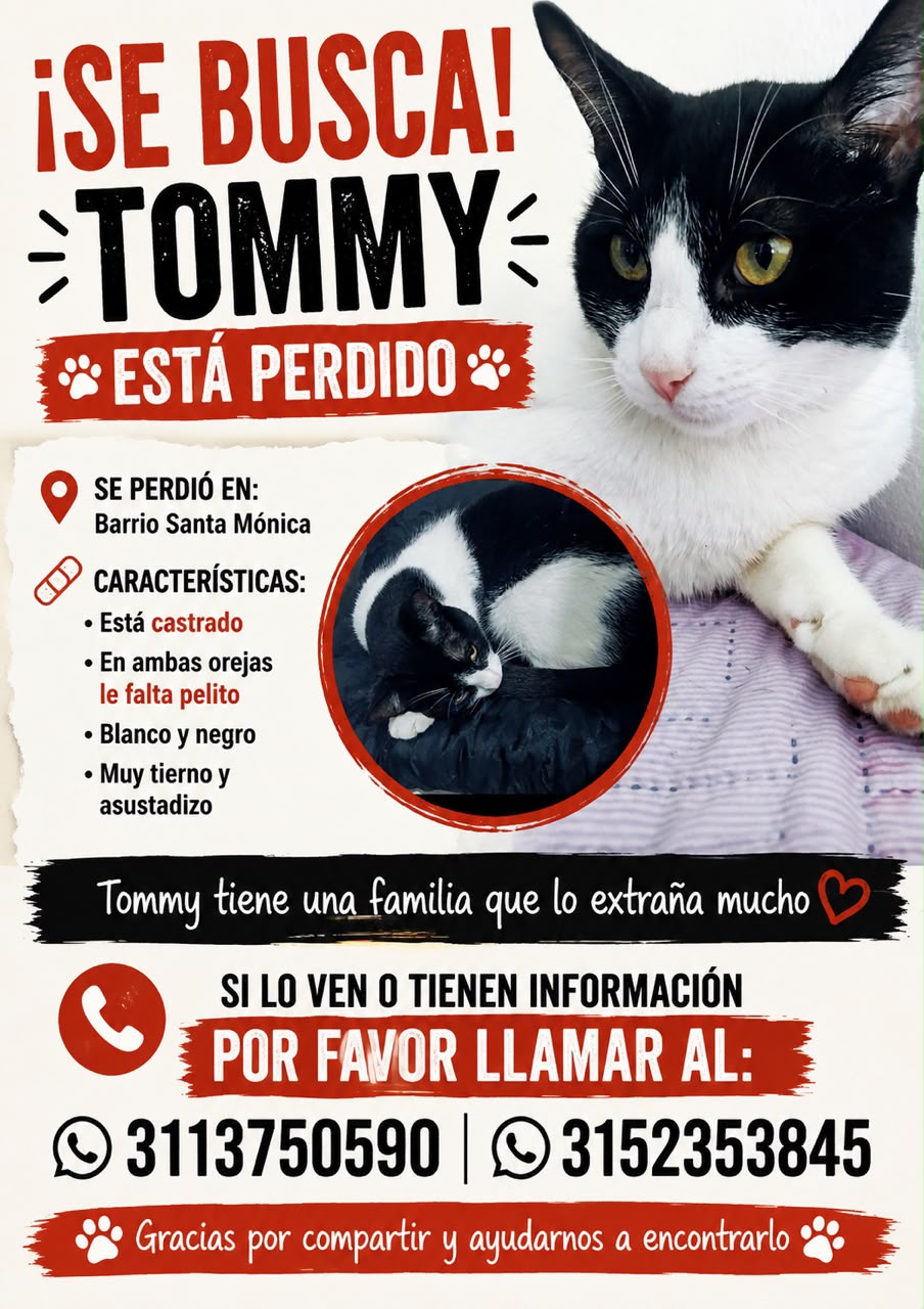¡Se Busca Tommy! Gato Perdido en Barrio Santa Mónica 115
