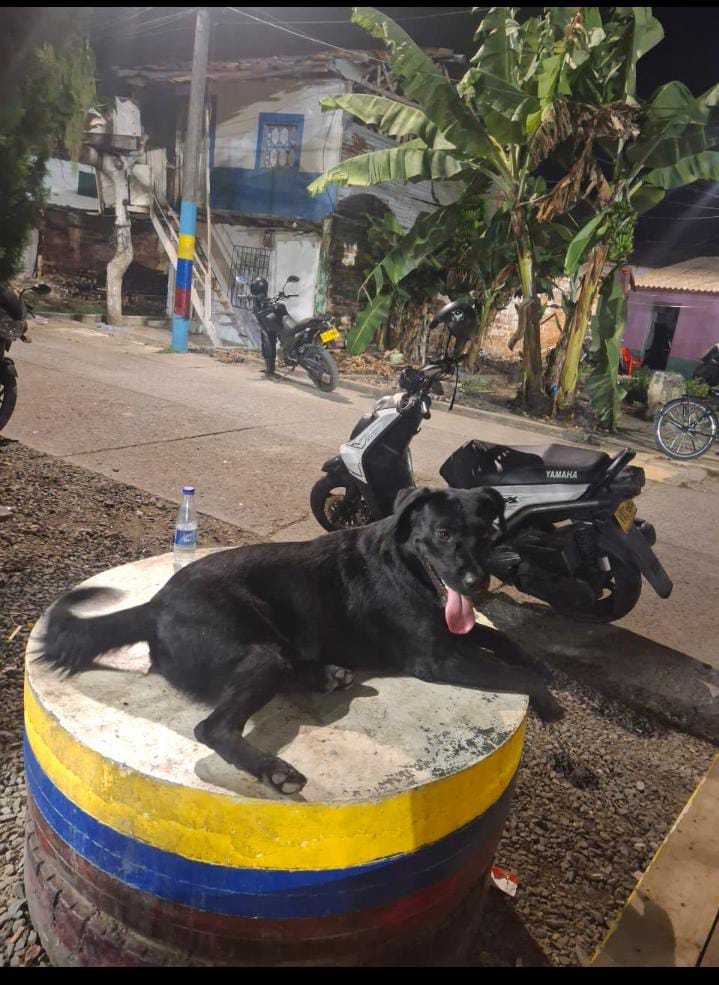 ¡Se busca Bruno! Perro negro perdido. ¡Ayuda a traerlo a casa! 🐾 114