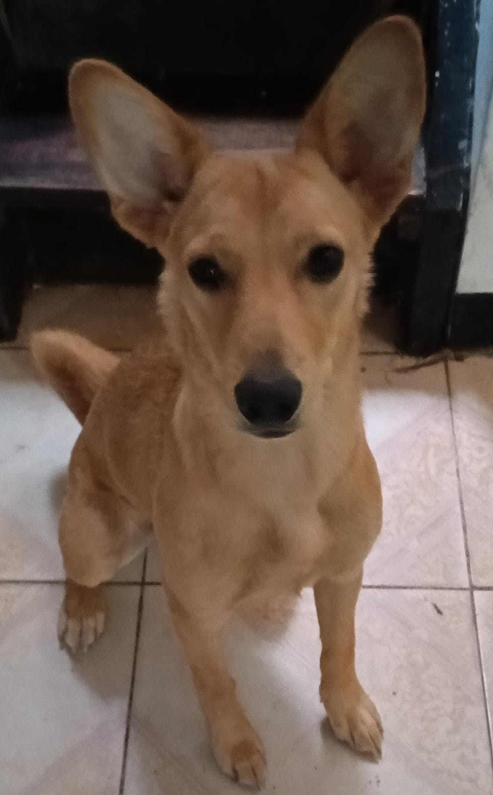 ¡Se Busca Nala! Perra Perdida - Ayúdanos a Encontrarla 🐶 106