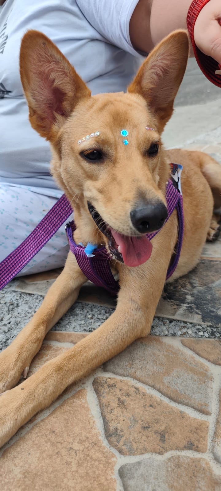 ¡Se Busca Nala! Perra Perdida - Ayúdanos a Encontrarla 🐶 107