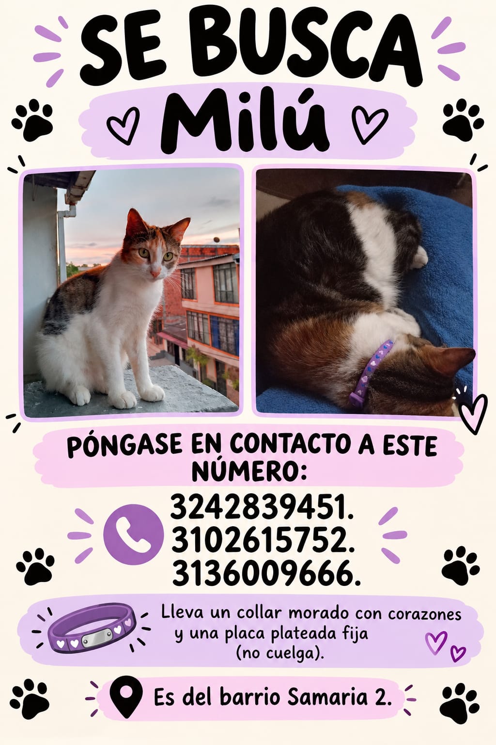 Se busca a Milú: Gata perdida en el barrio Samaria 2 💔 281