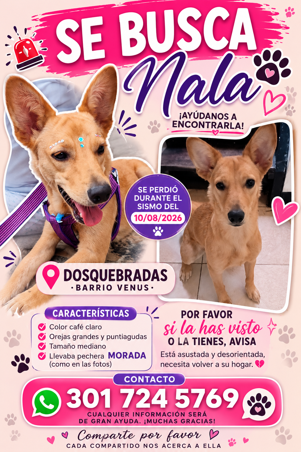 ¡Se Busca Nala! Perra Perdida - Ayúdanos a Encontrarla 🐶 108