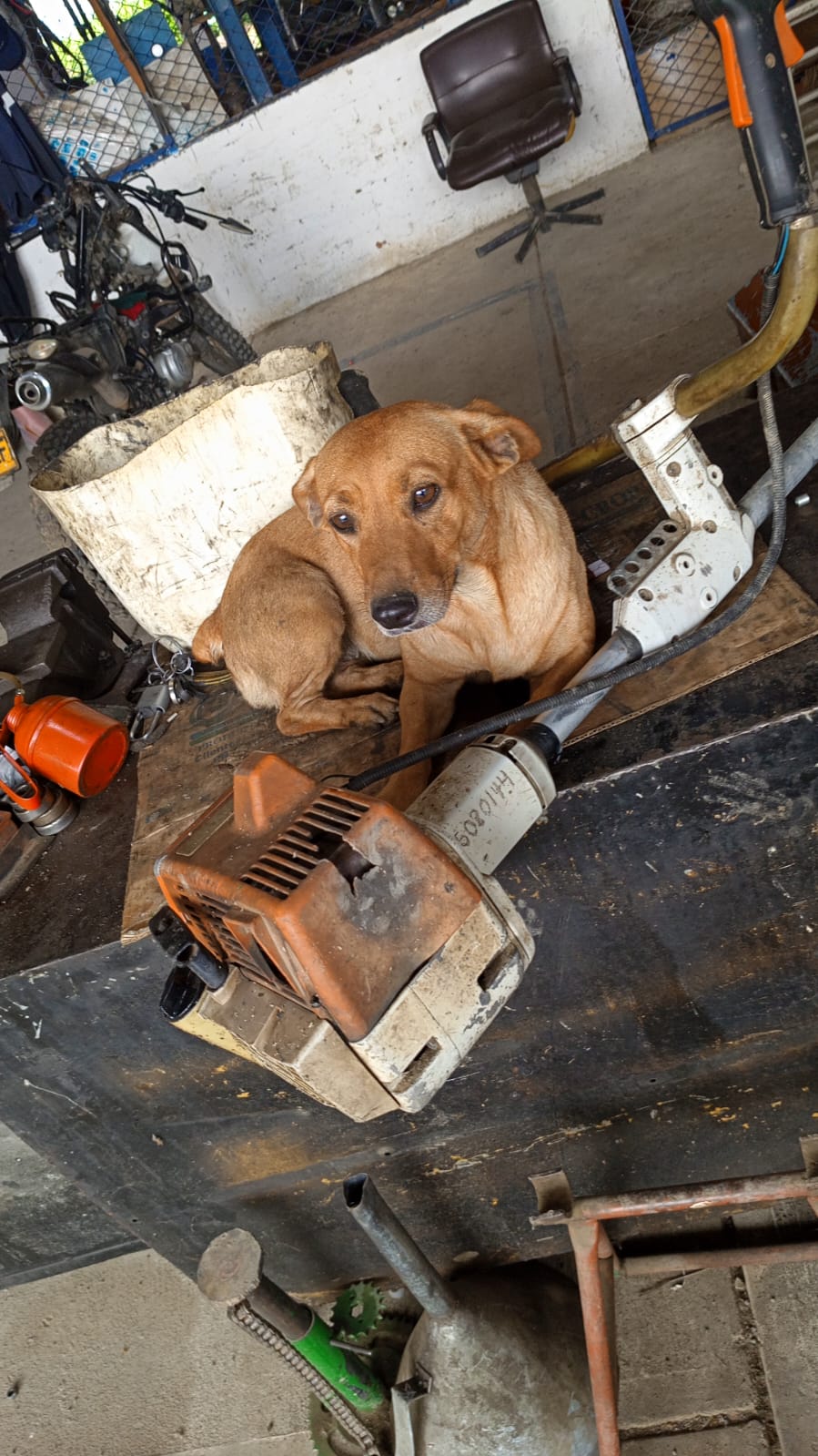Perra perdida: ¡Ayuda a encontrar a Mona! 🐾 269