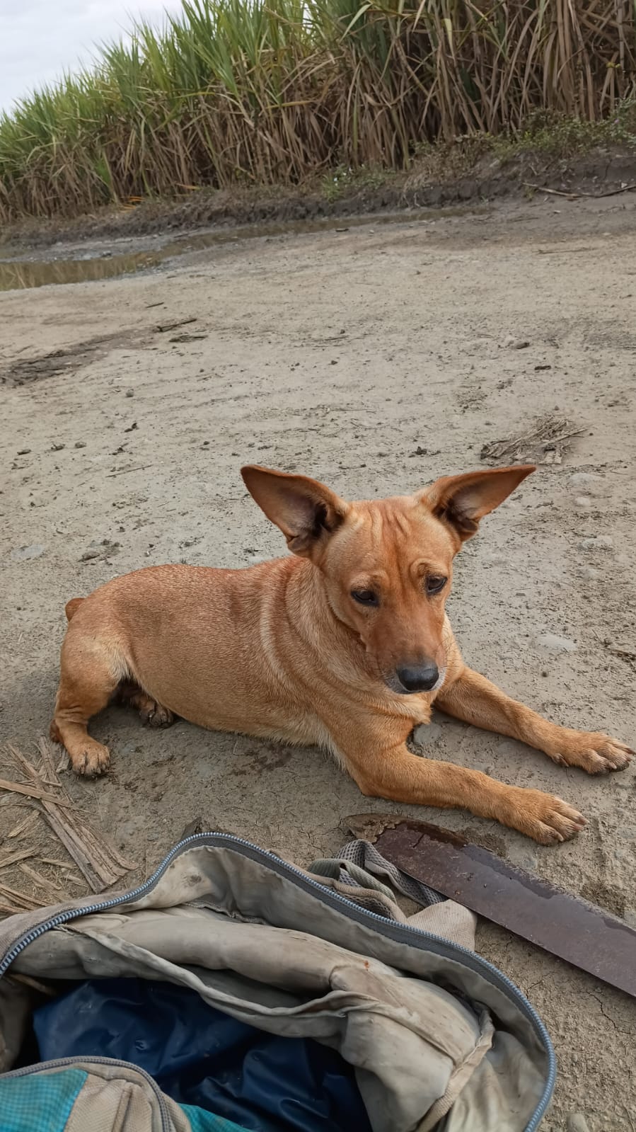 Perra perdida: ¡Ayuda a encontrar a Mona! 🐾 270