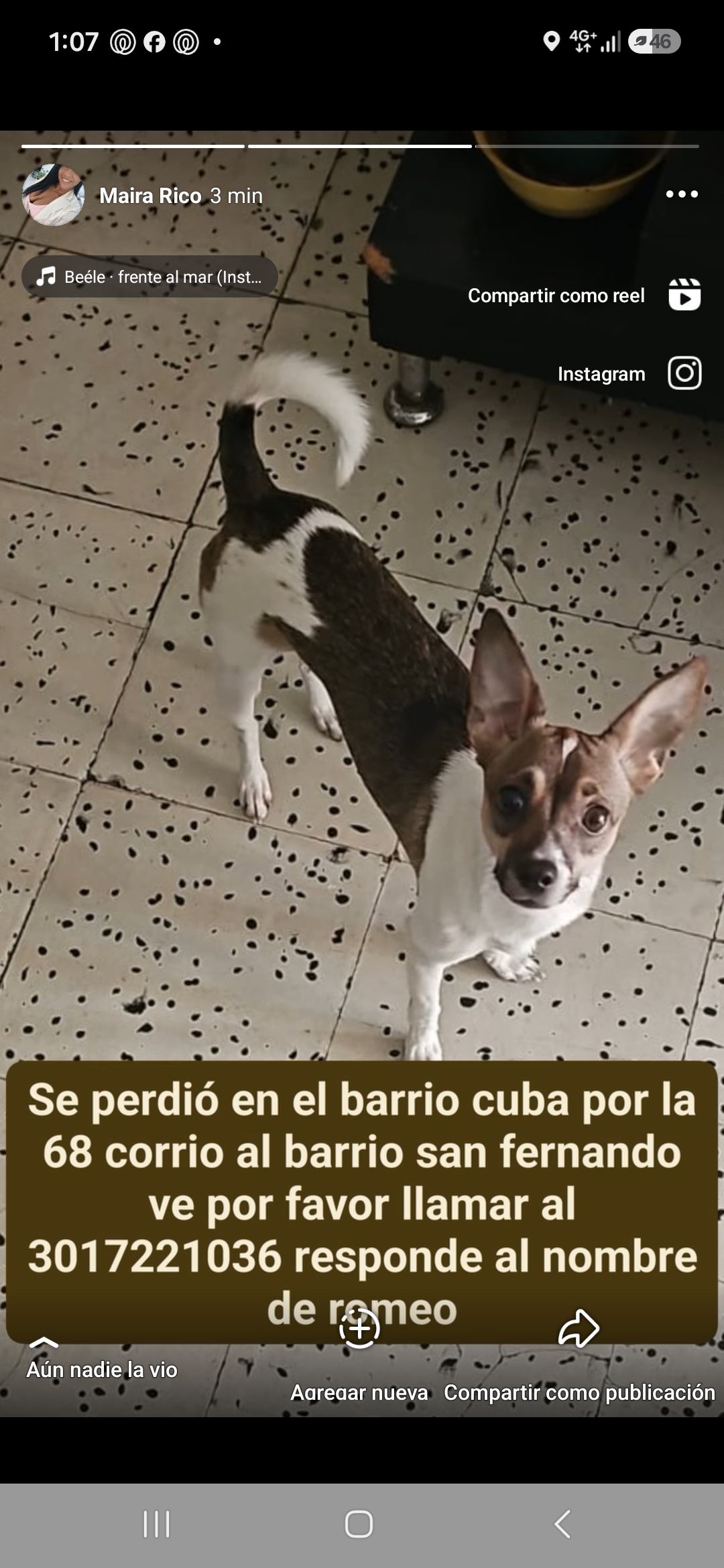 🚨 ¡Se busca a Romeo! Perro perdido en Cuba / 68. 🐾 159