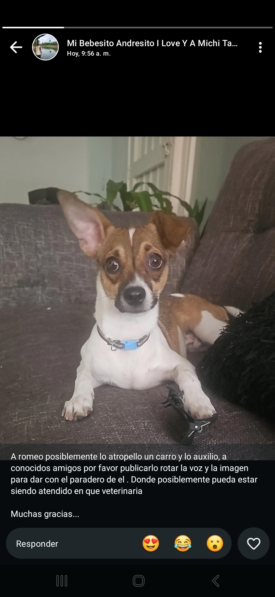 🚨 ¡Se busca a Romeo! Perro perdido en Cuba / 68. 🐾 161