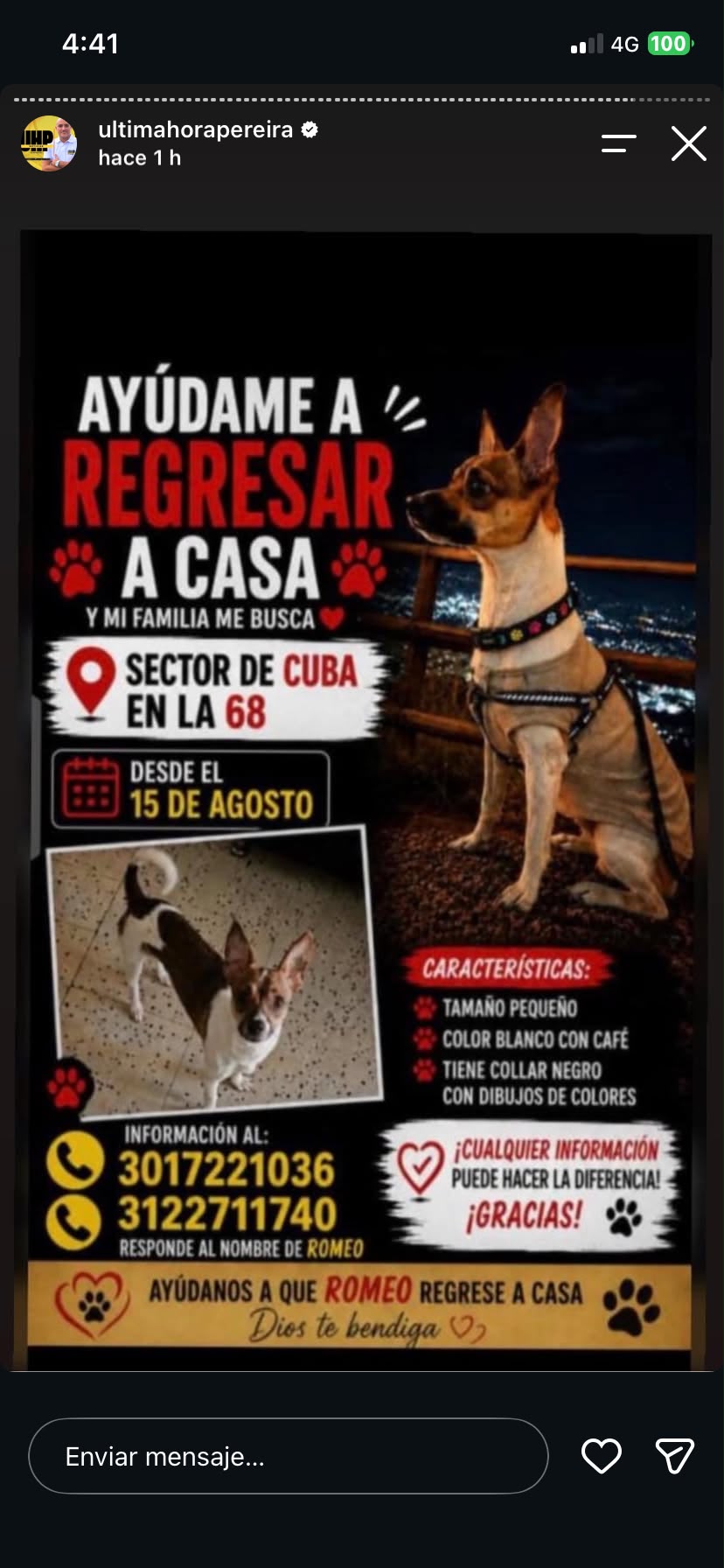 🚨 ¡Se busca a Romeo! Perro perdido en Cuba / 68. 🐾 162