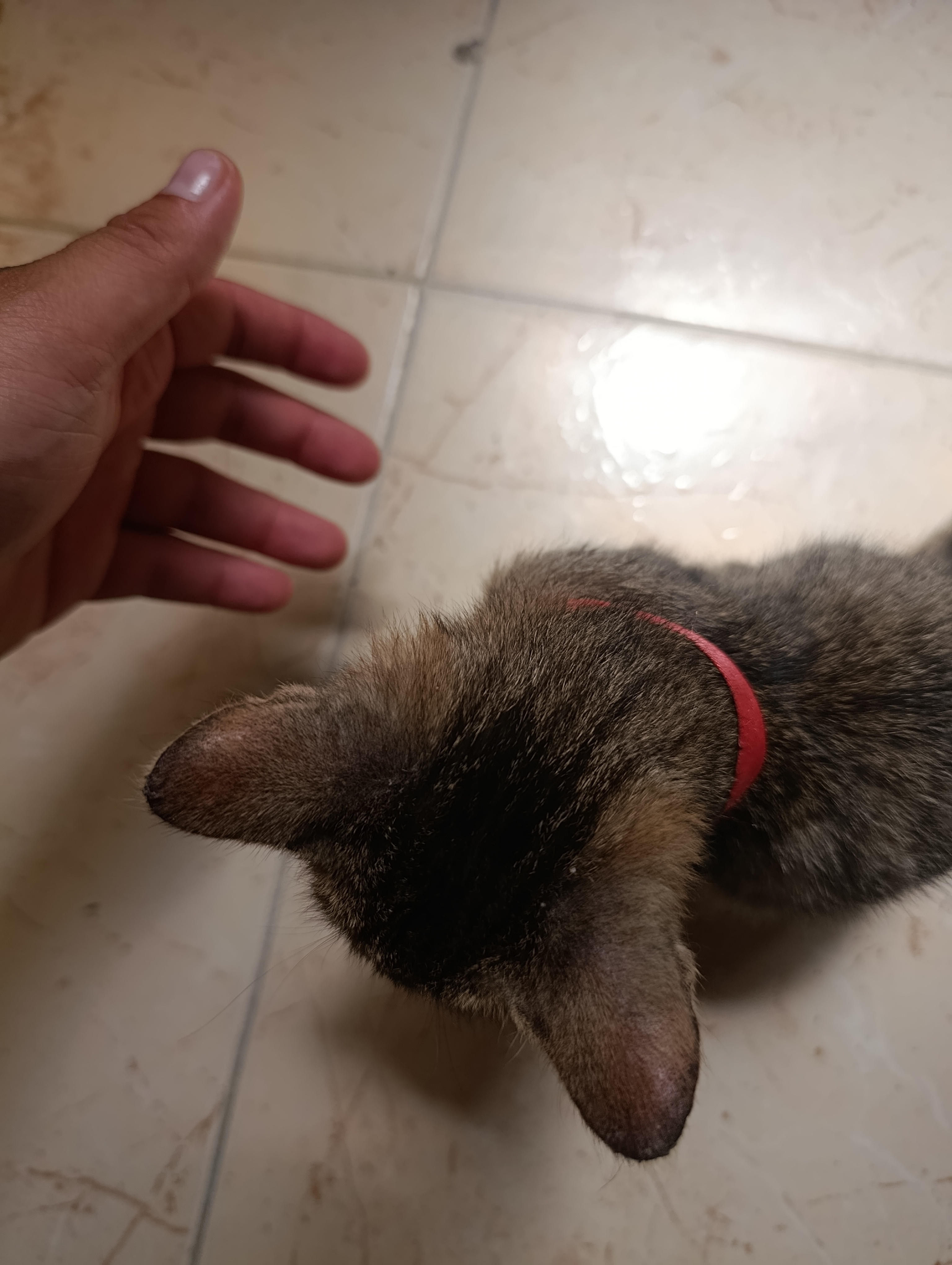 Gata perdida Nebula en Nuevo Príncipe, ¡Ayúdanos a encontrarla! 😿 284