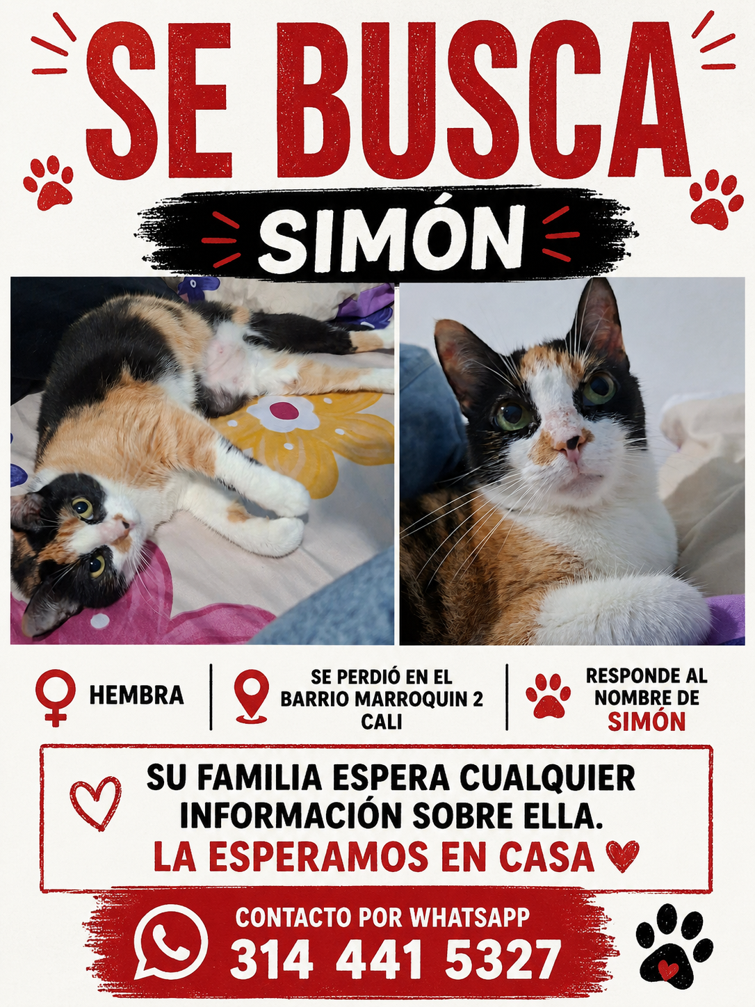 Se Busca Simón: Gato Perdido en Cali 85