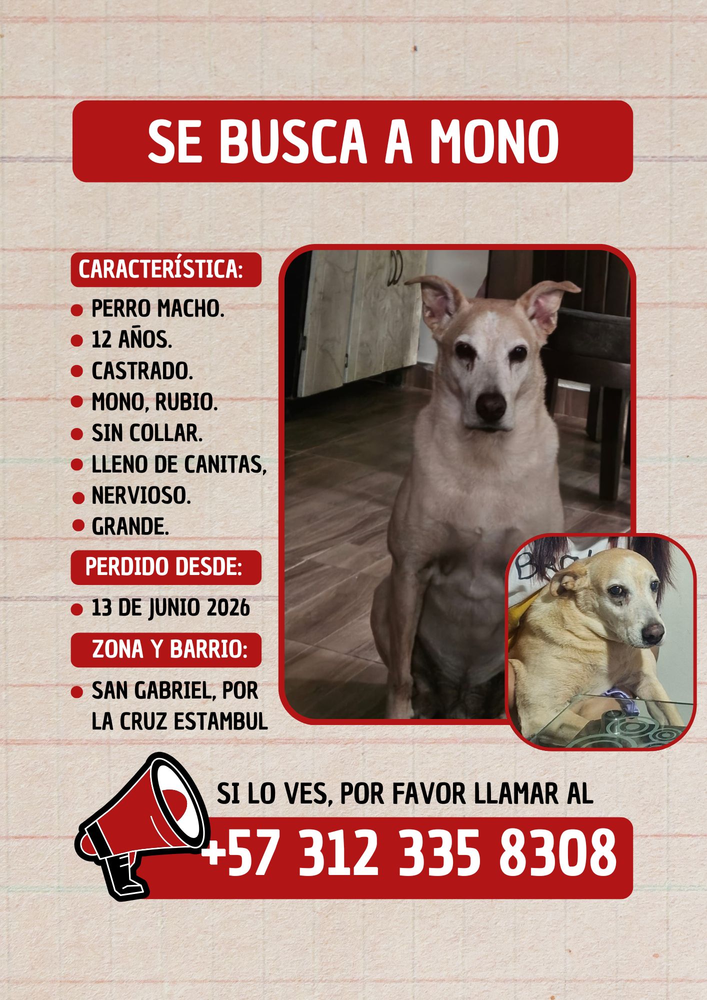 ¡Se busca a Mono! Perro perdido en San Gabriel Tuluá valle. Contáctanos. 49