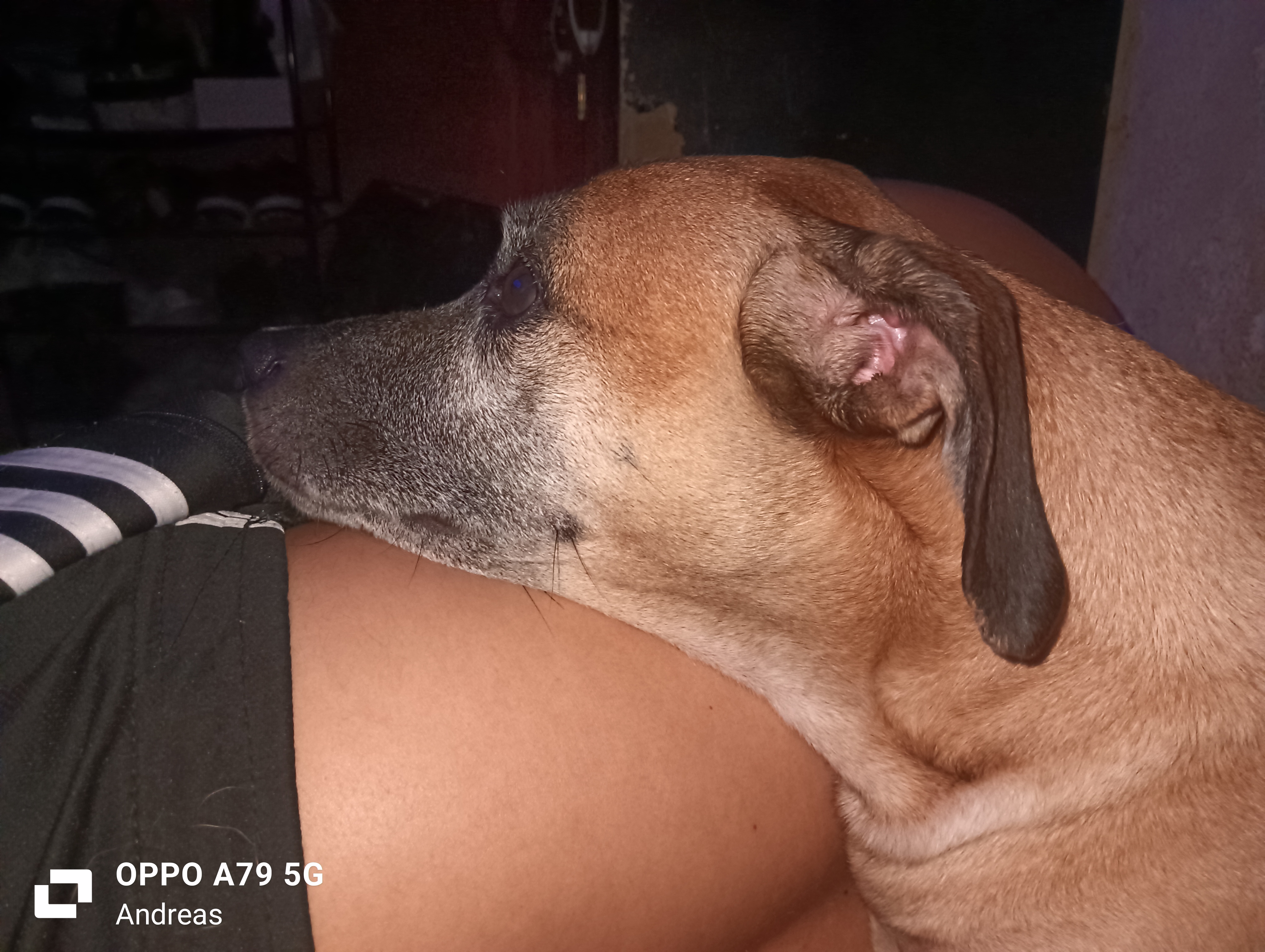Perdí a mi perrita Candy, es una hembra grande mestiza. Ayuda a encontrarla! 215
