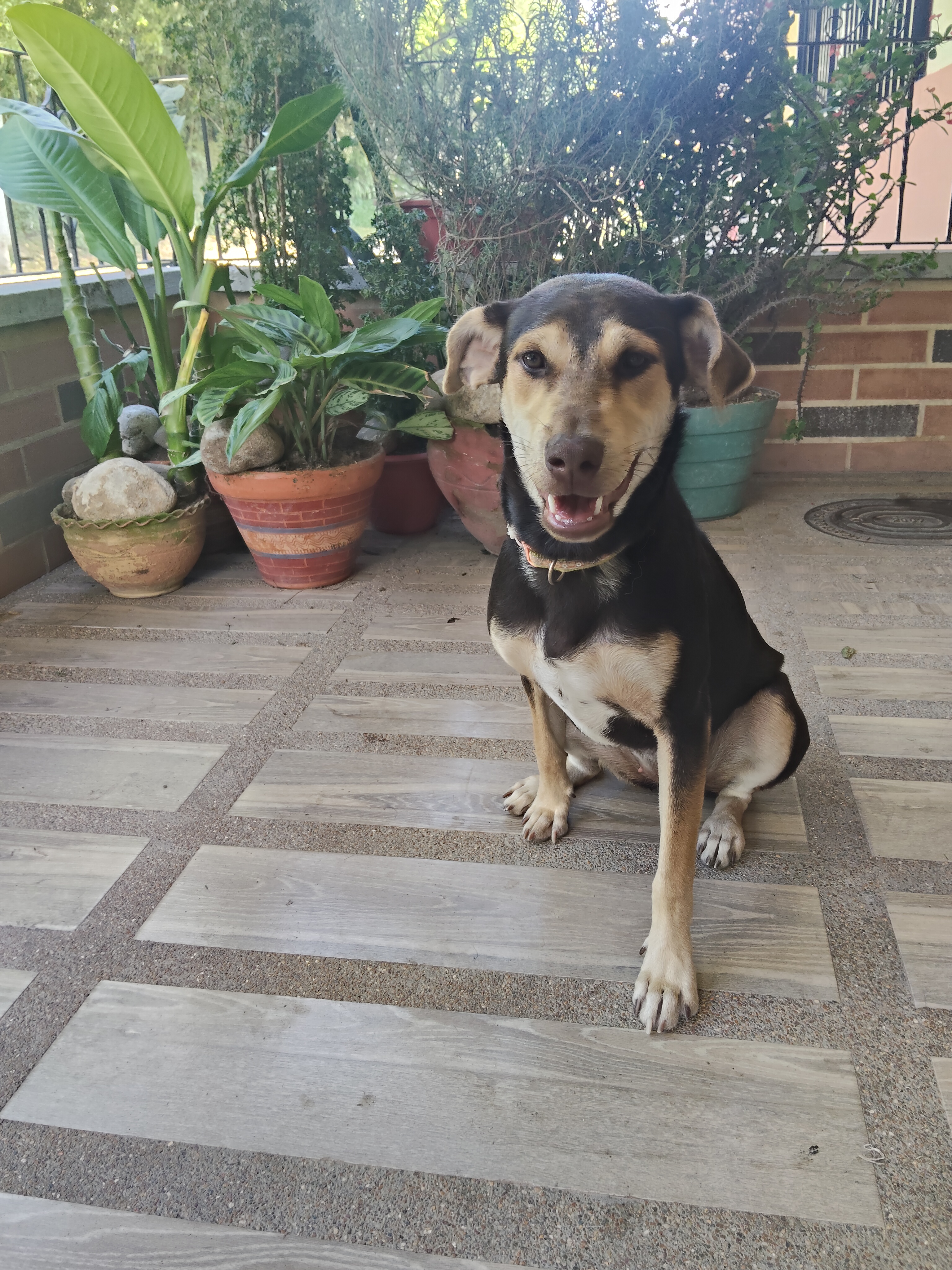 Mascota perdida: Busca a Mulan, un perro mestizo de tamaño mediano 262