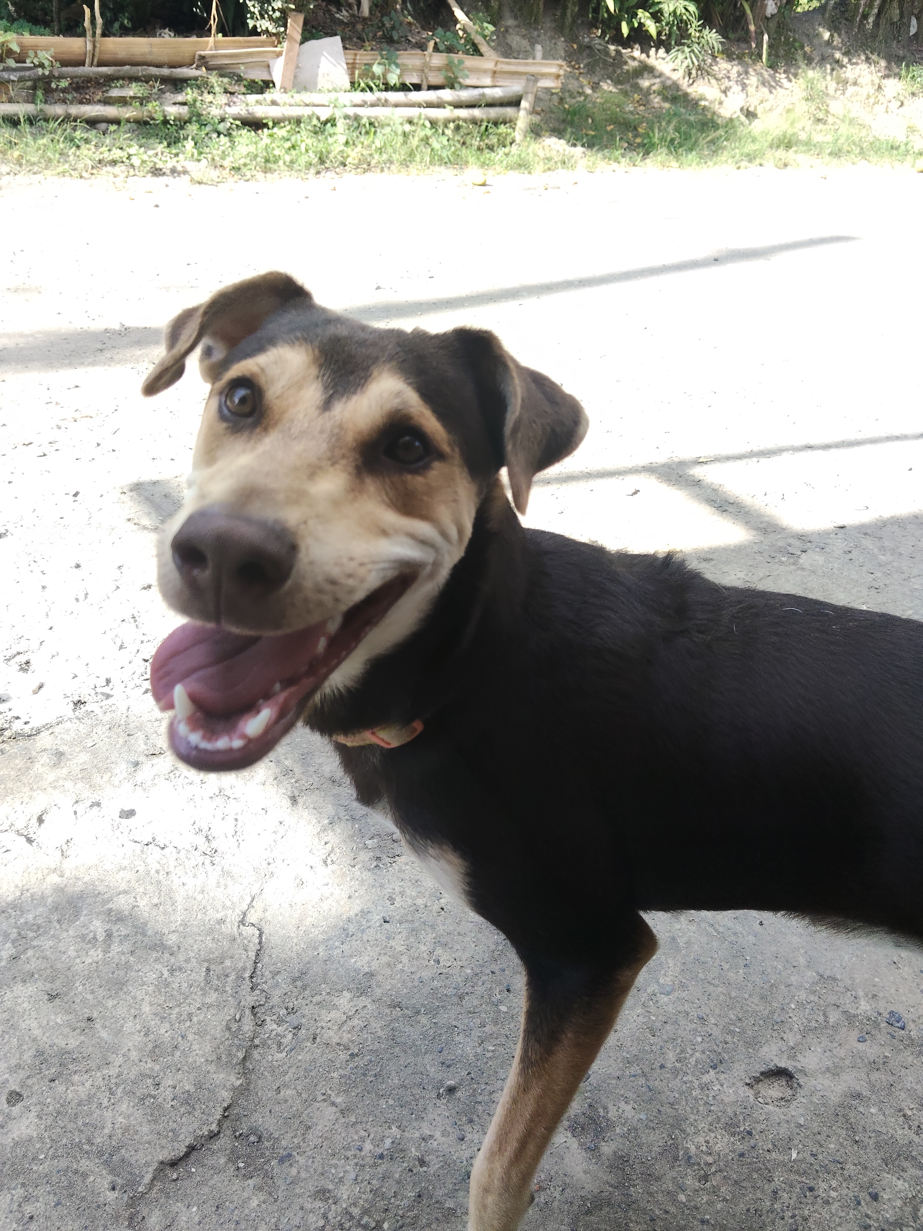 Mascota perdida: Busca a Mulan, un perro mestizo de tamaño mediano 263