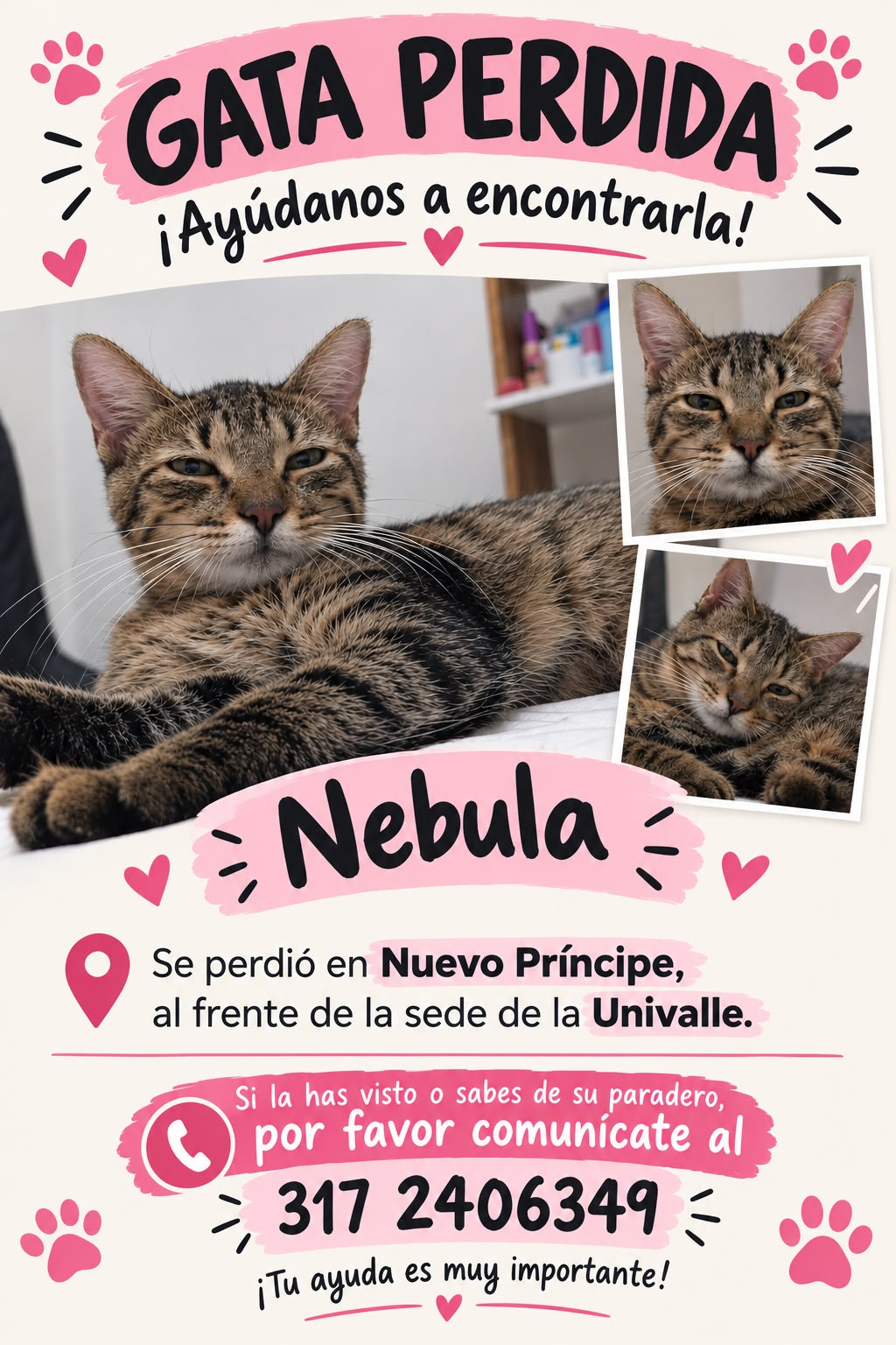 Gata perdida Nebula en Nuevo Príncipe, ¡Ayúdanos a encontrarla! 😿 283