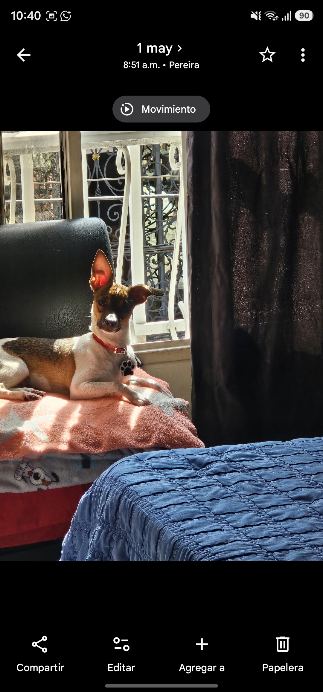 Perro perdido: ¡Ayuda a encontrar a Romeo! 137