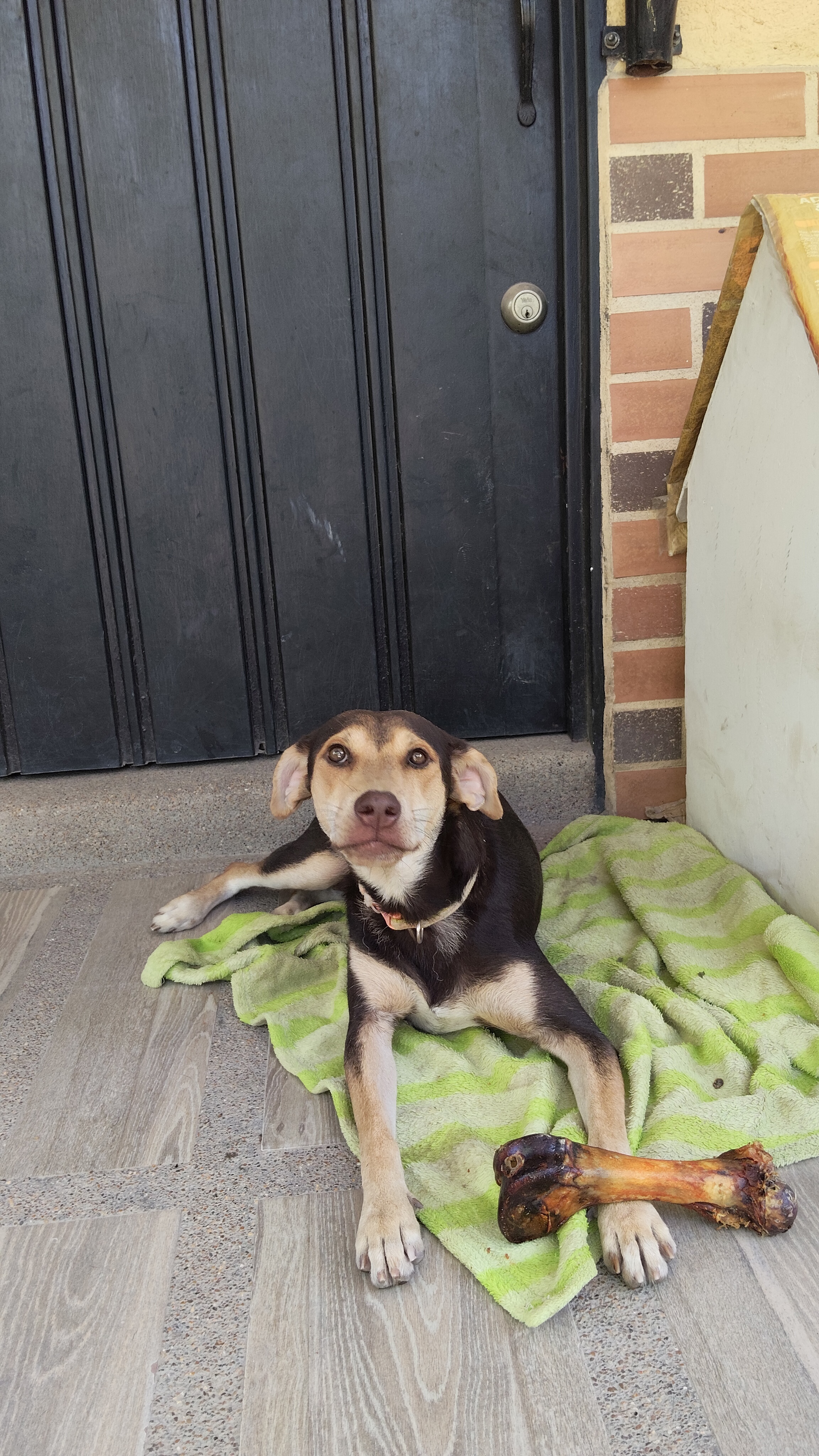 Mascota perdida: Busca a Mulan, un perro mestizo de tamaño mediano 260