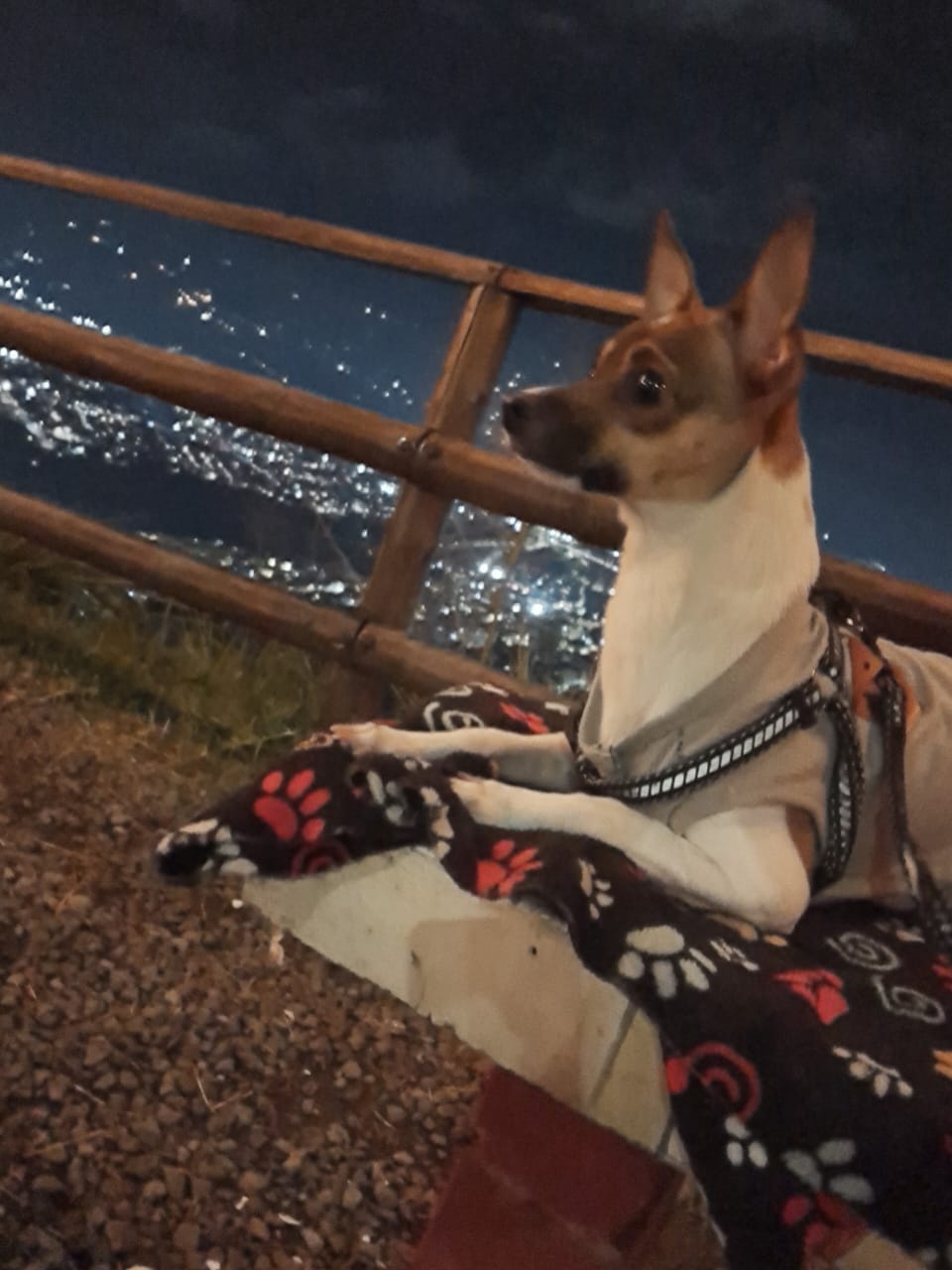 Perdí a Romeo: Mi perro juguetón y cariñoso se ha ido 😭 208