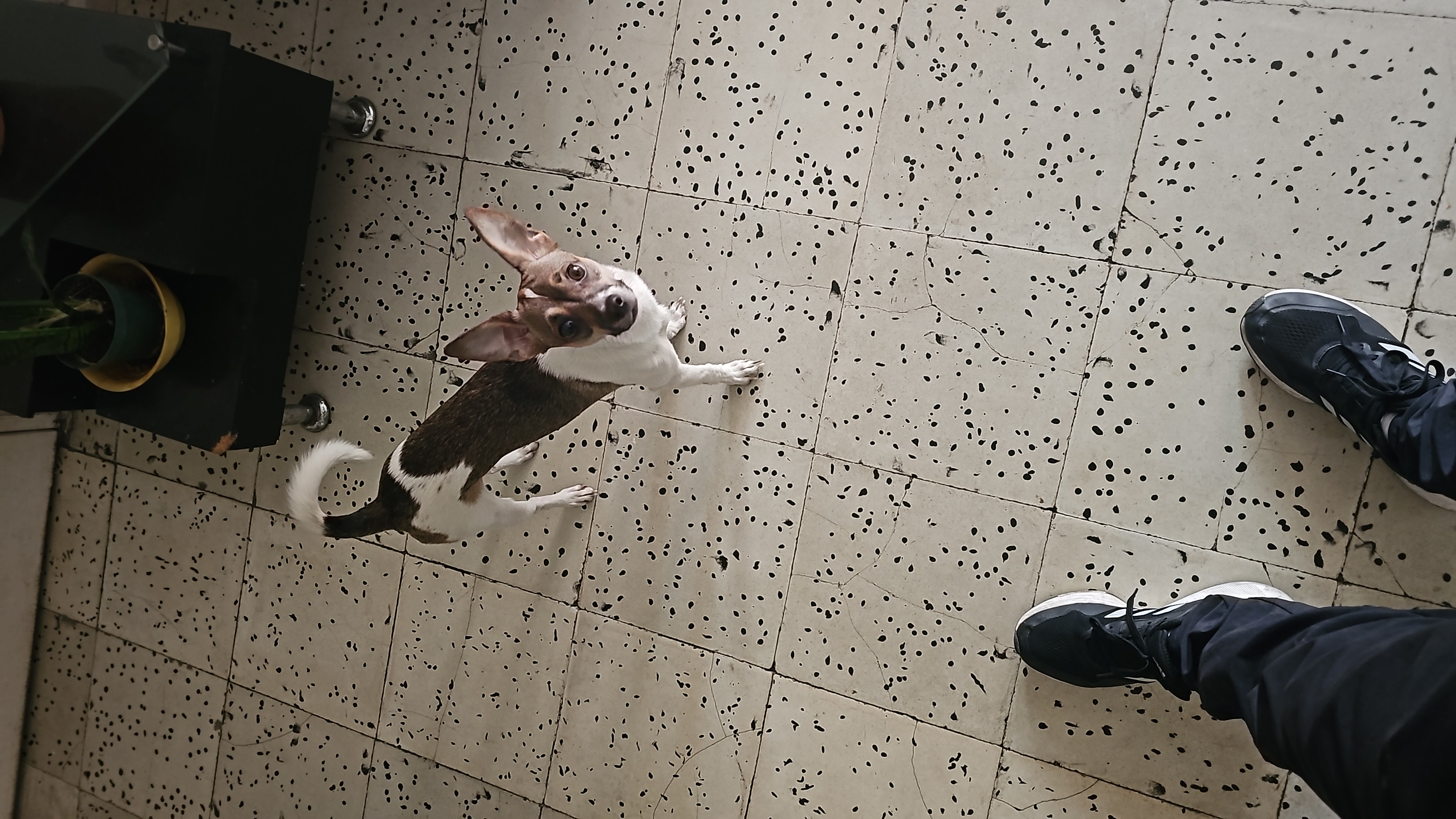 Perro perdido: ¡Ayuda a encontrar a Romeo! 139