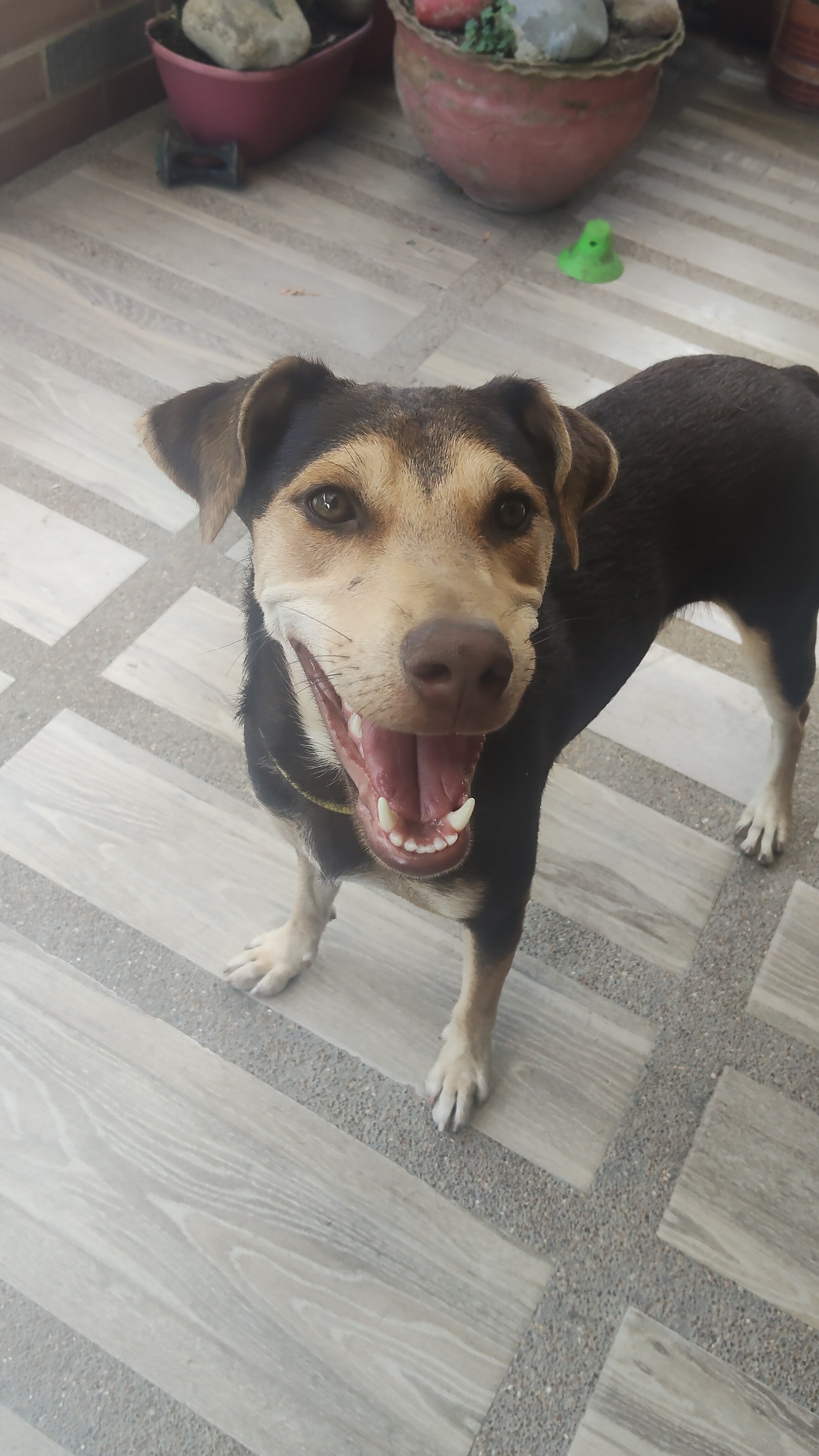 Mascota perdida: Busca a Mulan, un perro mestizo de tamaño mediano 259
