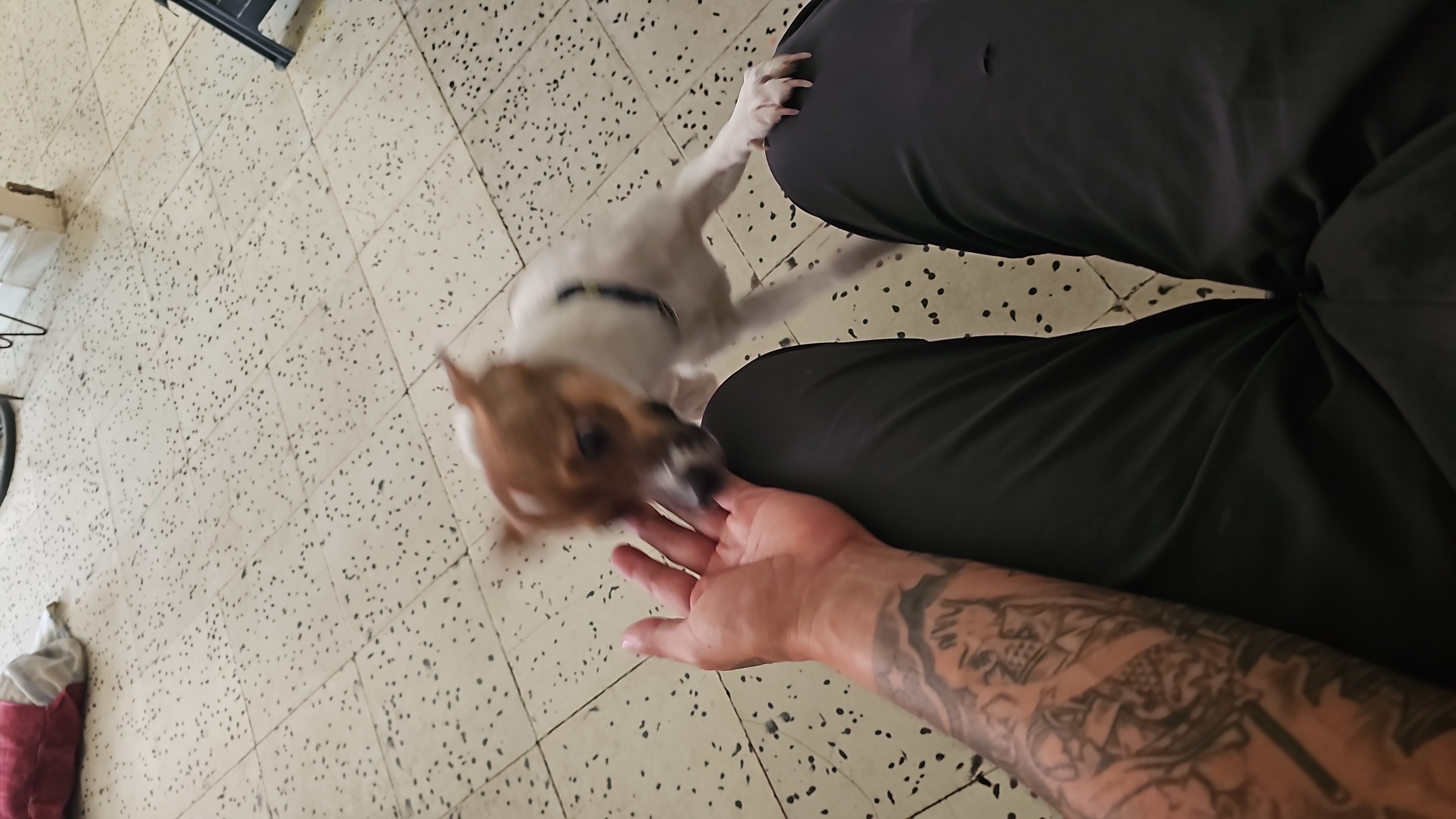 Perdí a Romeo: Mi perro juguetón y cariñoso se ha ido 😭 210