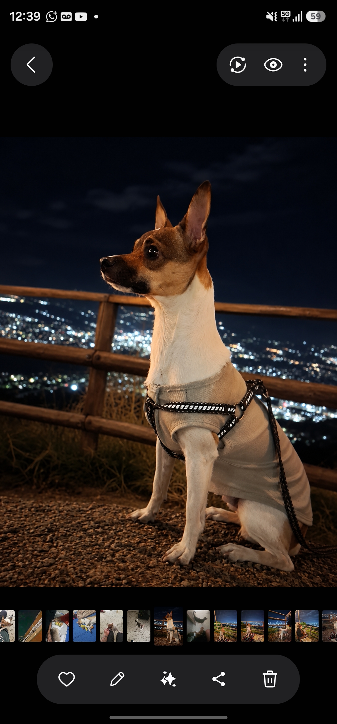 Perro perdido: ¡Ayuda a encontrar a Romeo! 138