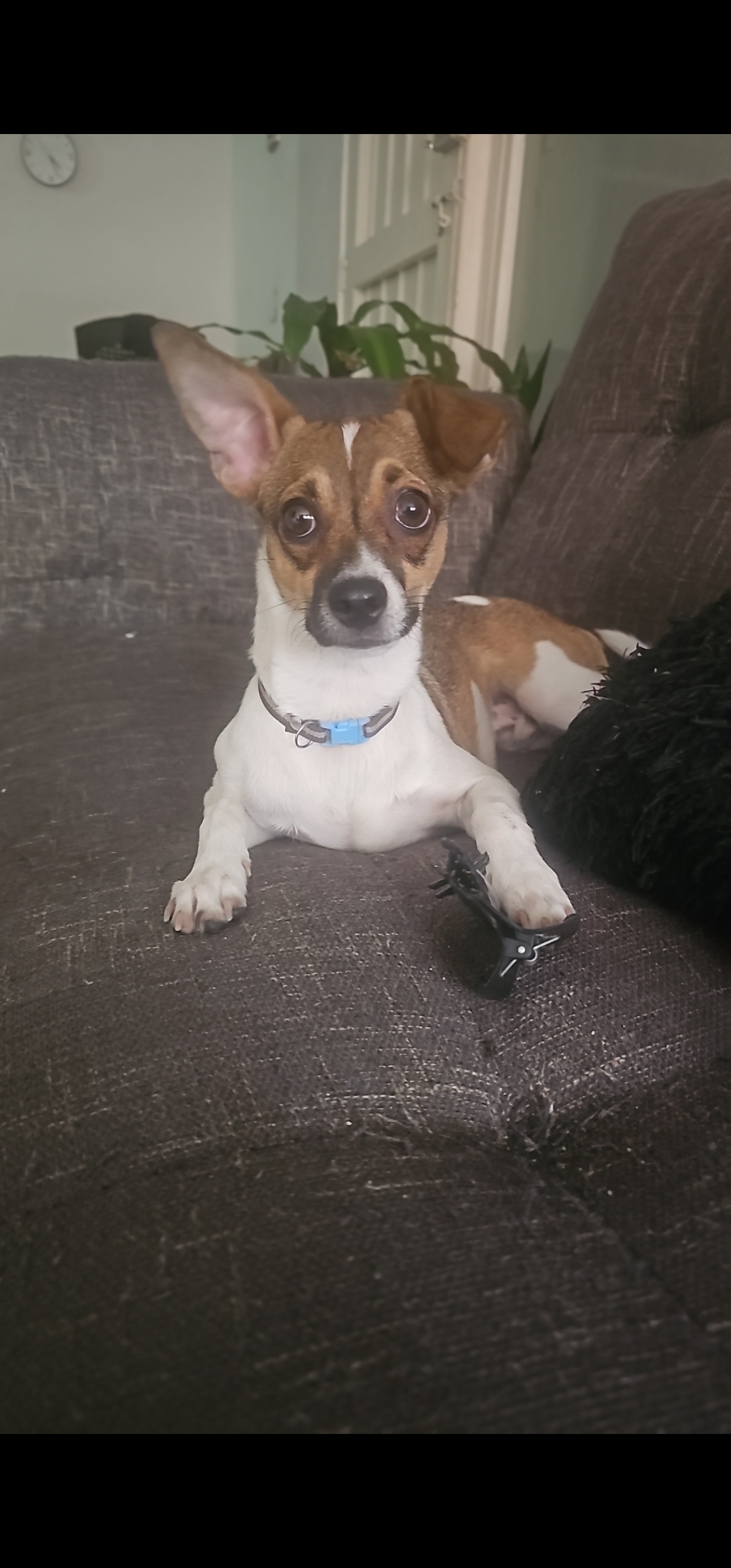 Perdí a Romeo: Mi perro juguetón y cariñoso se ha ido 😭 211