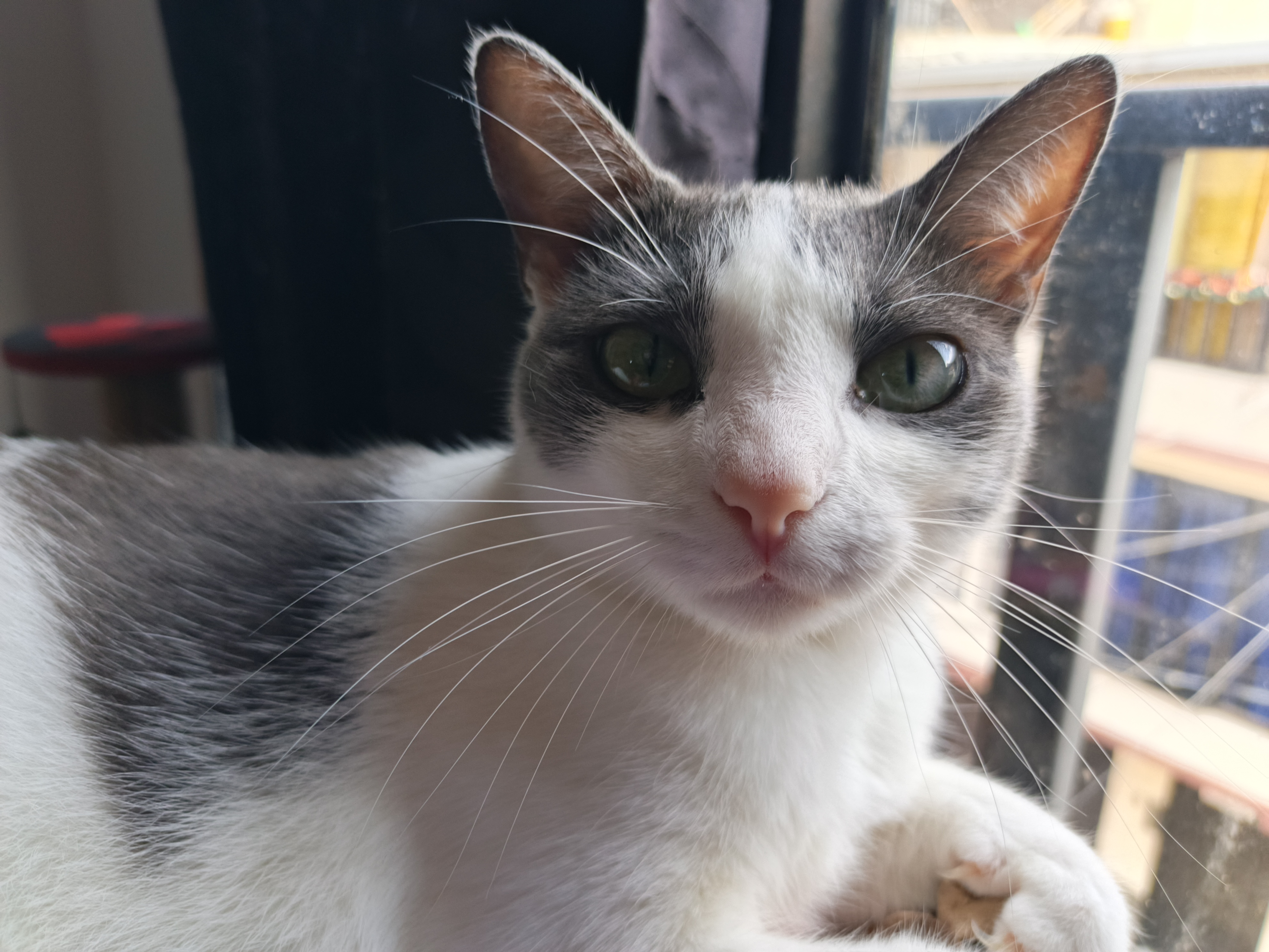 Kira - Gata perdida, ¡ayuda a encontrarla! 103