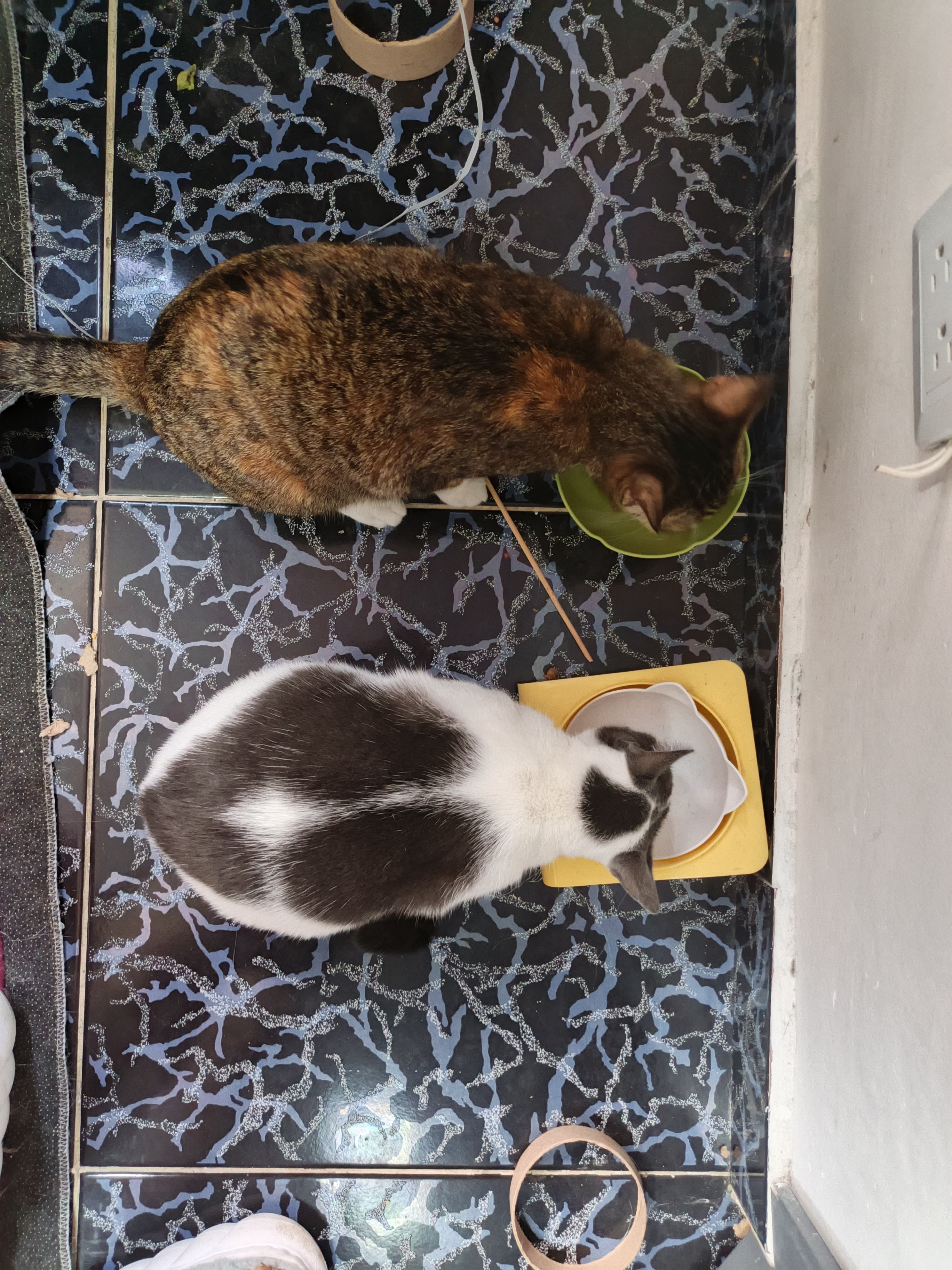 Kira - Gata perdida, ¡ayuda a encontrarla! 105