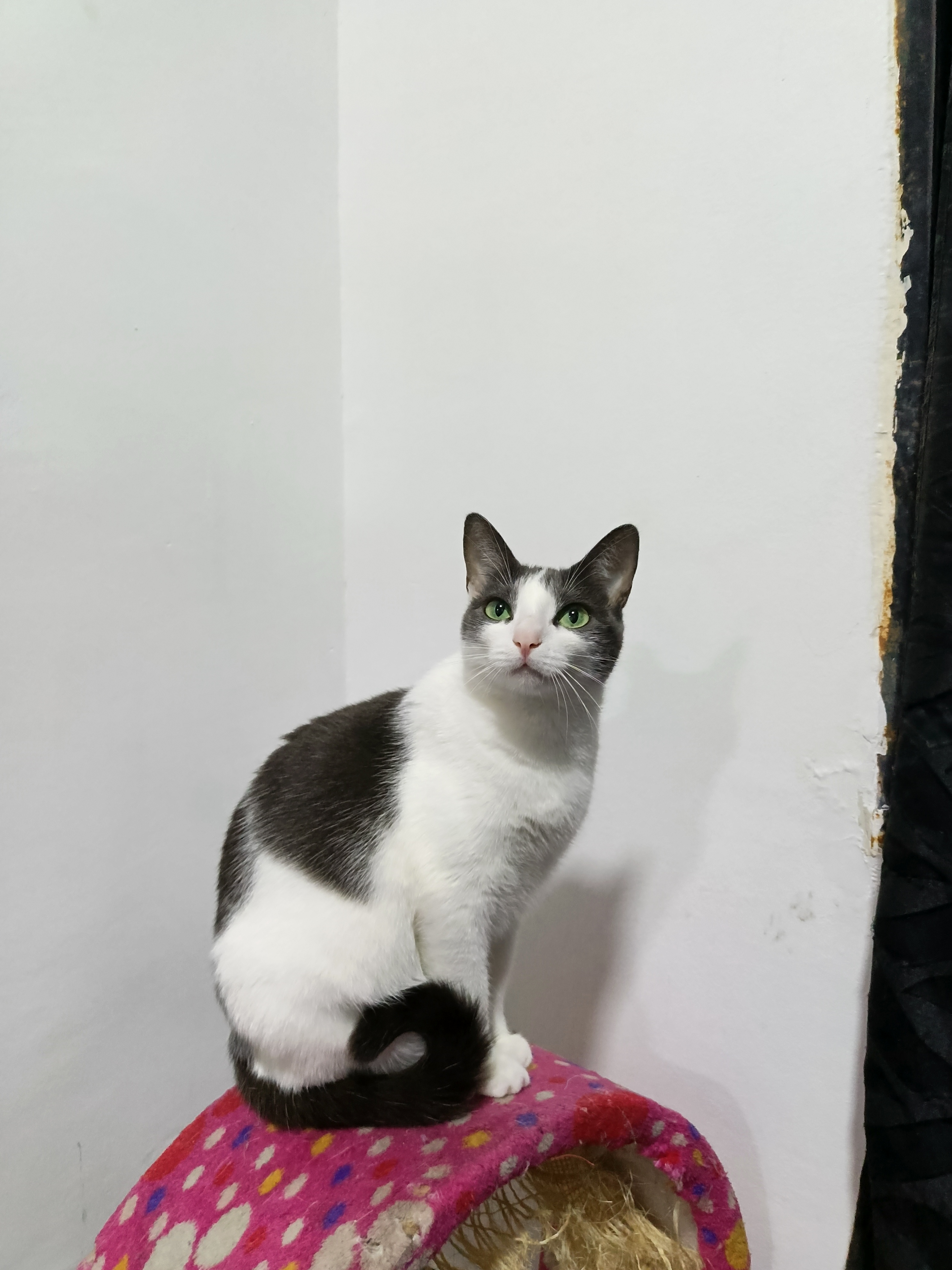 Kira - Gata perdida, ¡ayuda a encontrarla! 102