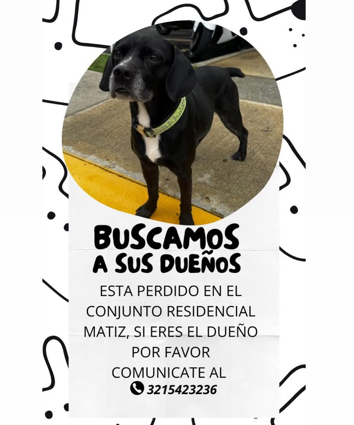 ¡Se busca dueño! Perro negro encontrado 36