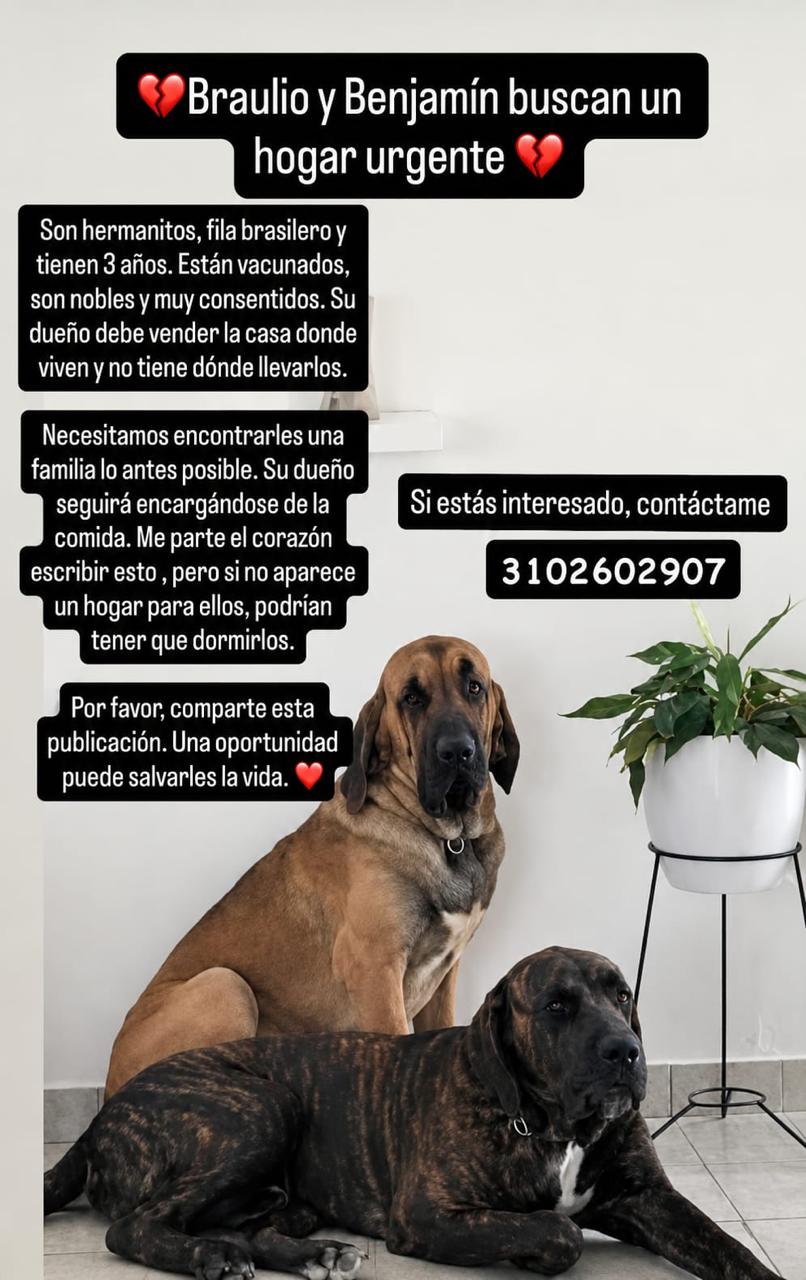 ¡Adopta a Braulio y Benjamín! Dos hermanos buscando un hogar urgente 🐶❤️ 63