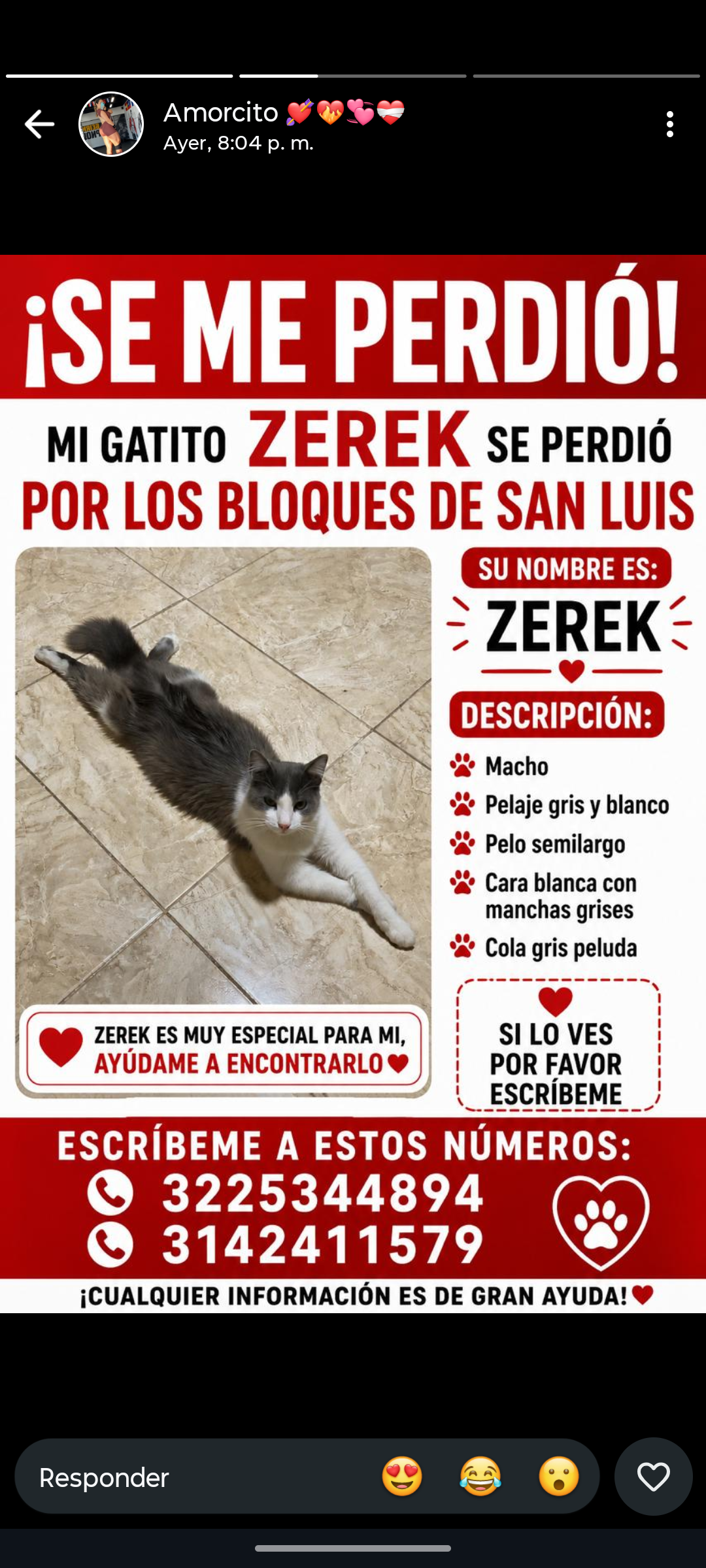 ¡GATITO ZEREK PERDIDO en San Luis! Ayuda a encontrarlo 💔 37