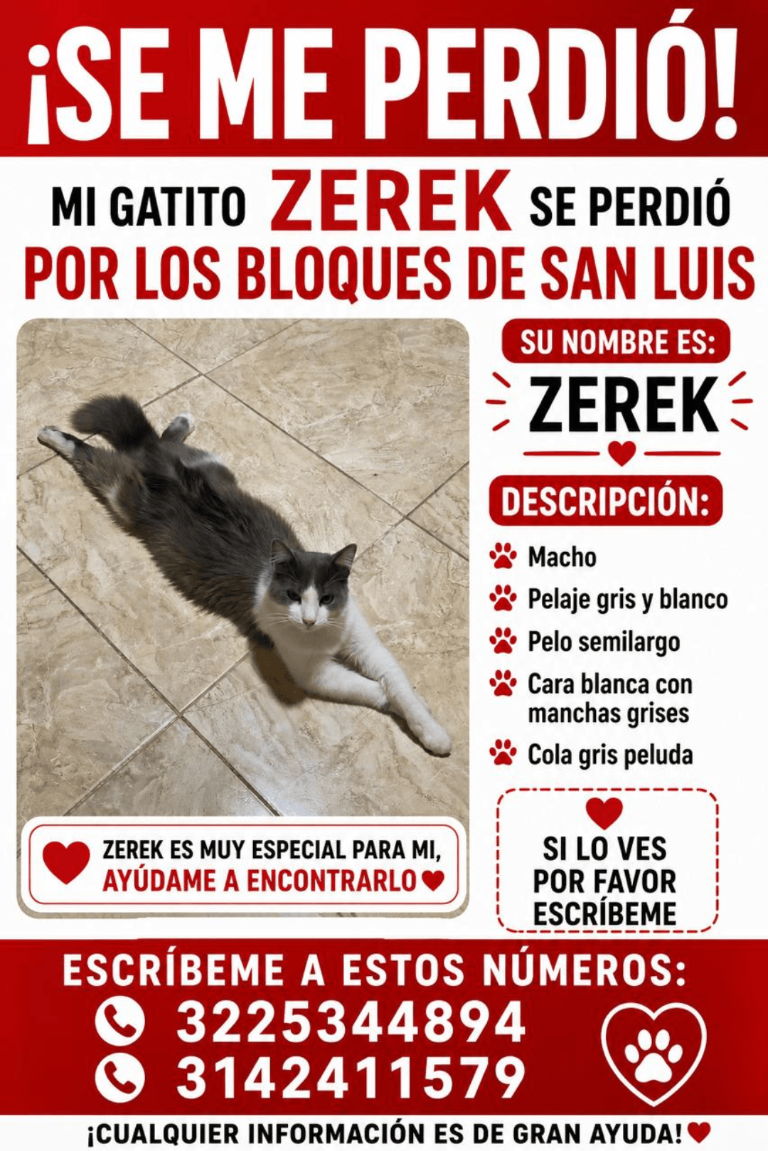 ¡GATITO ZEREK PERDIDO en San Luis! Ayuda a encontrarlo 💔 37