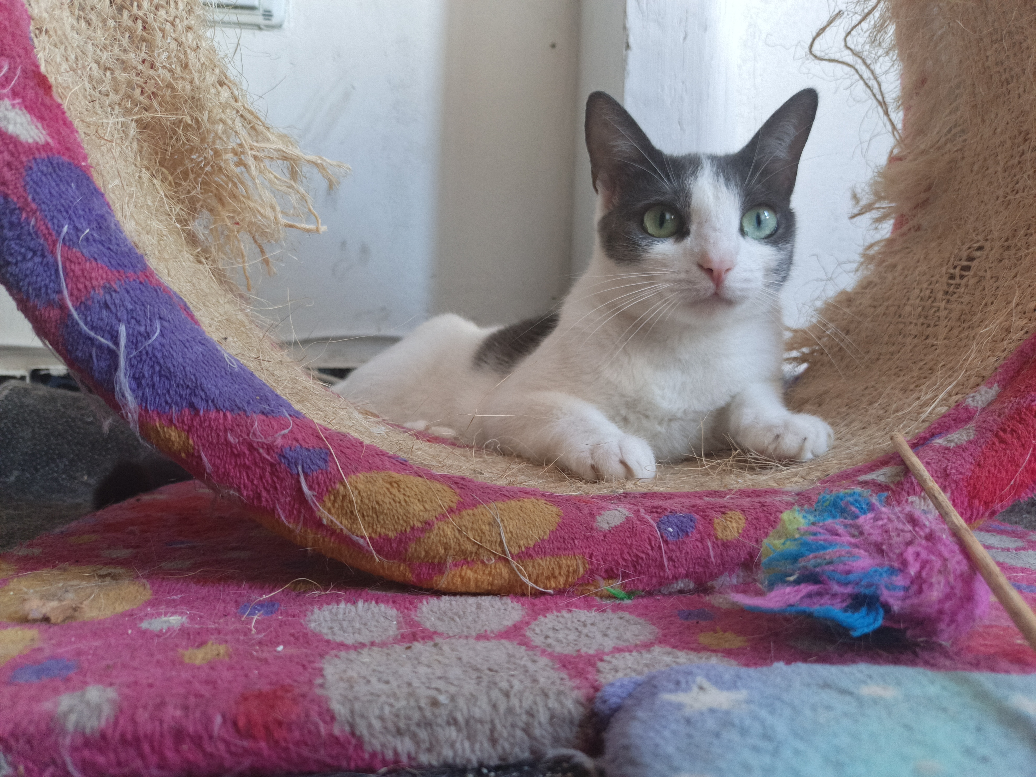 Kira - Gata perdida, ¡ayuda a encontrarla! 104