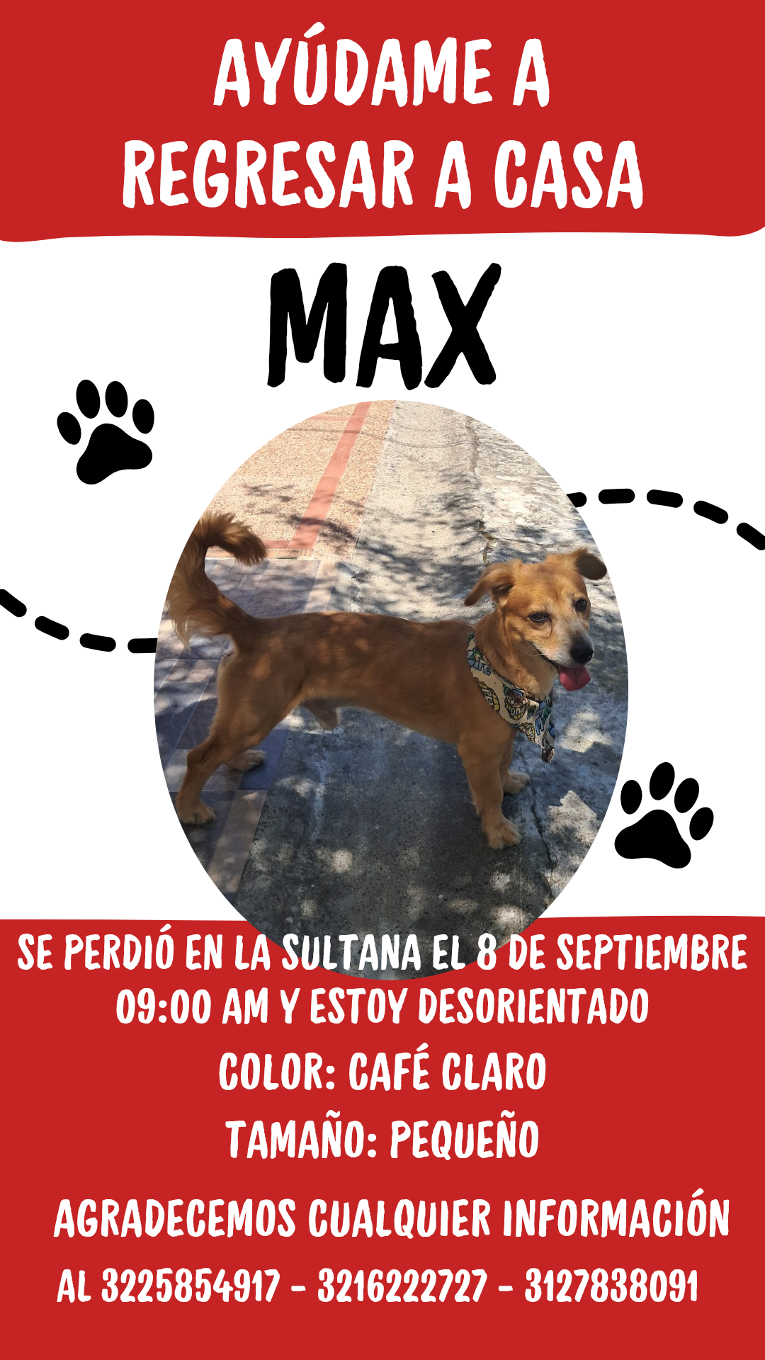 ¡Max se perdió! Ayuda a este perrito a regresar a casa 🐶 220