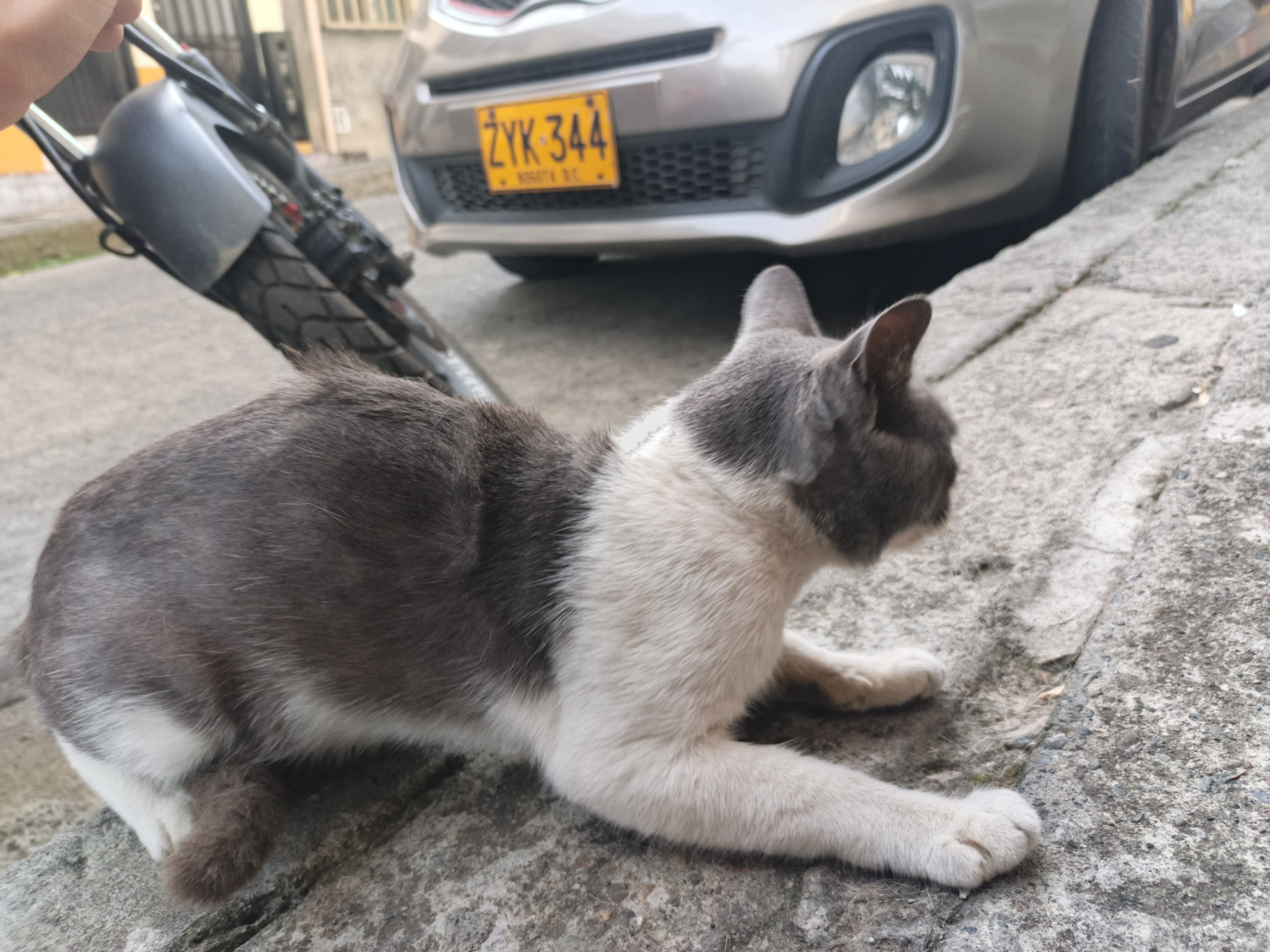 Gato encontrado en la calle, hembra, tamaño pequeño, raza mestiza 109
