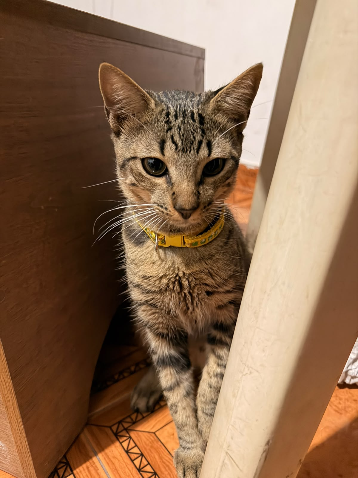 Tigres, gato macho perdido - ¡Ayuda a encontrarlo! 57