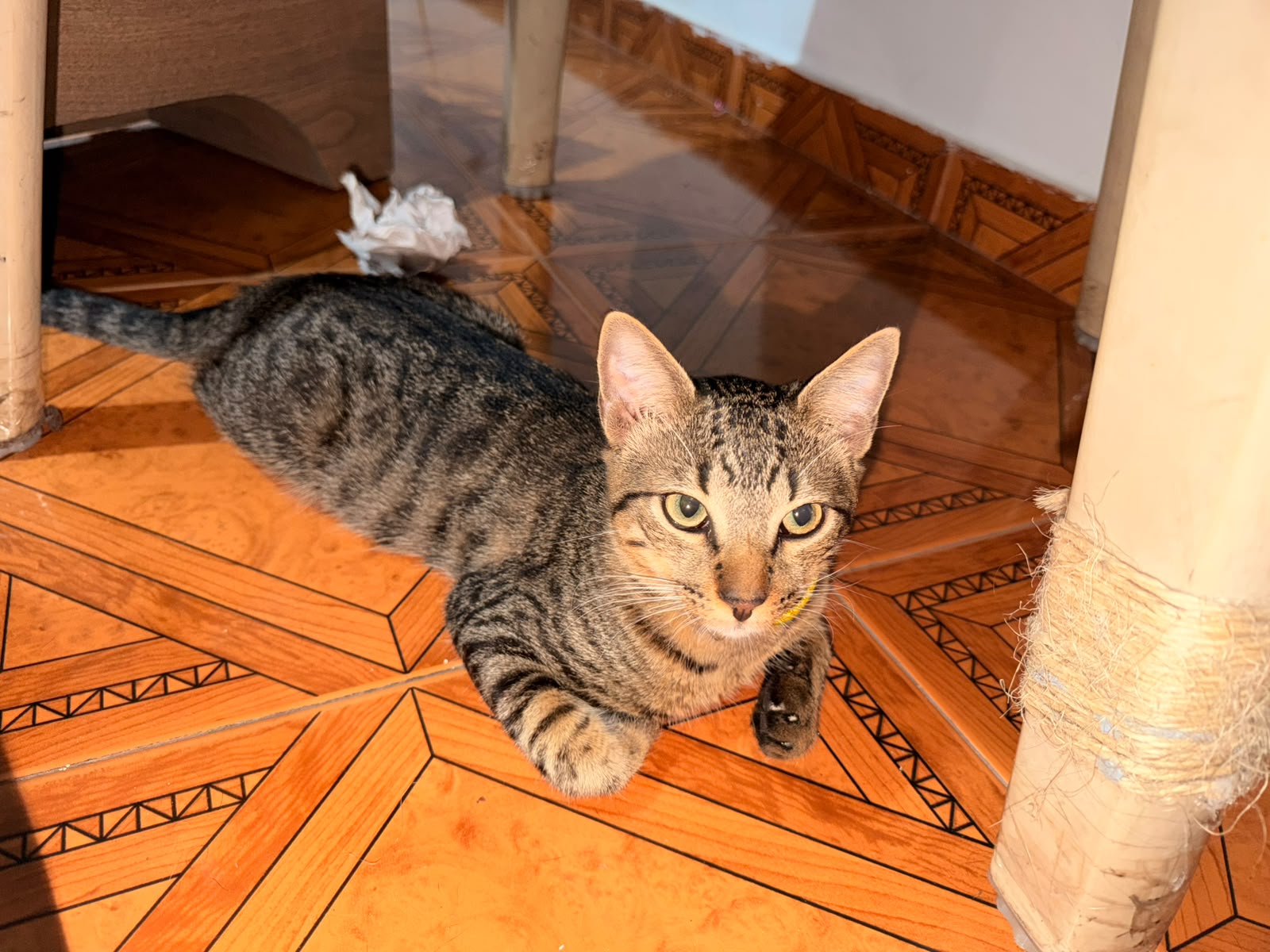 Tigres, gato macho perdido - ¡Ayuda a encontrarlo! 58