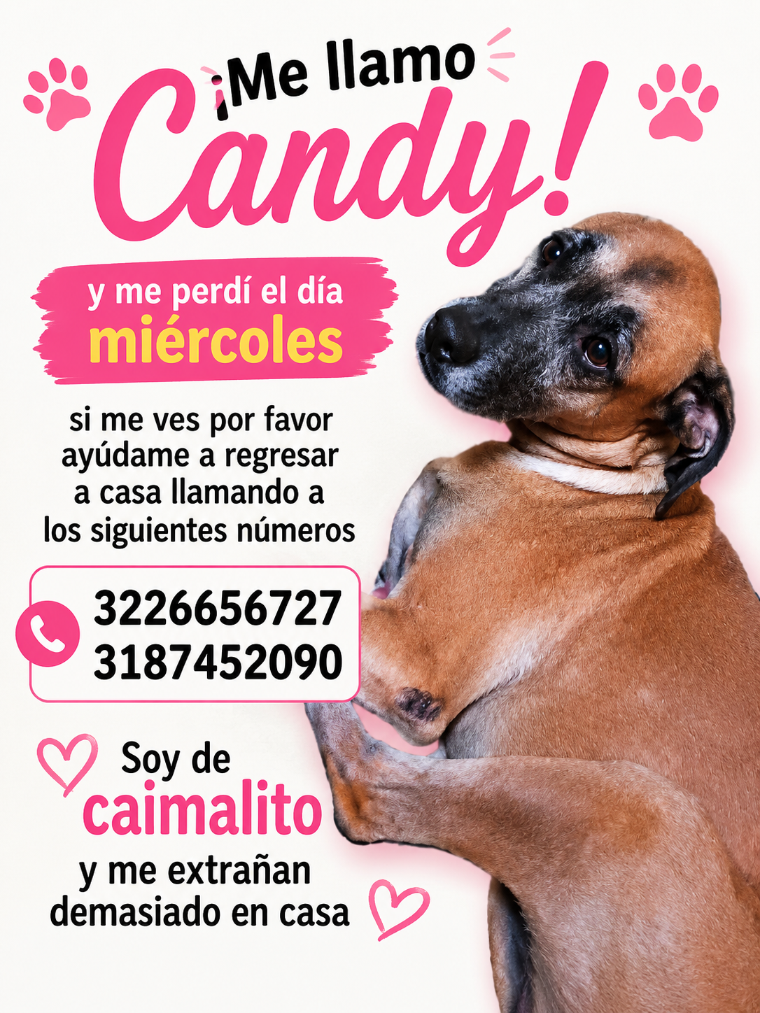 Perdí a mi perrita Candy, es una hembra grande mestiza. Ayuda a encontrarla! 216