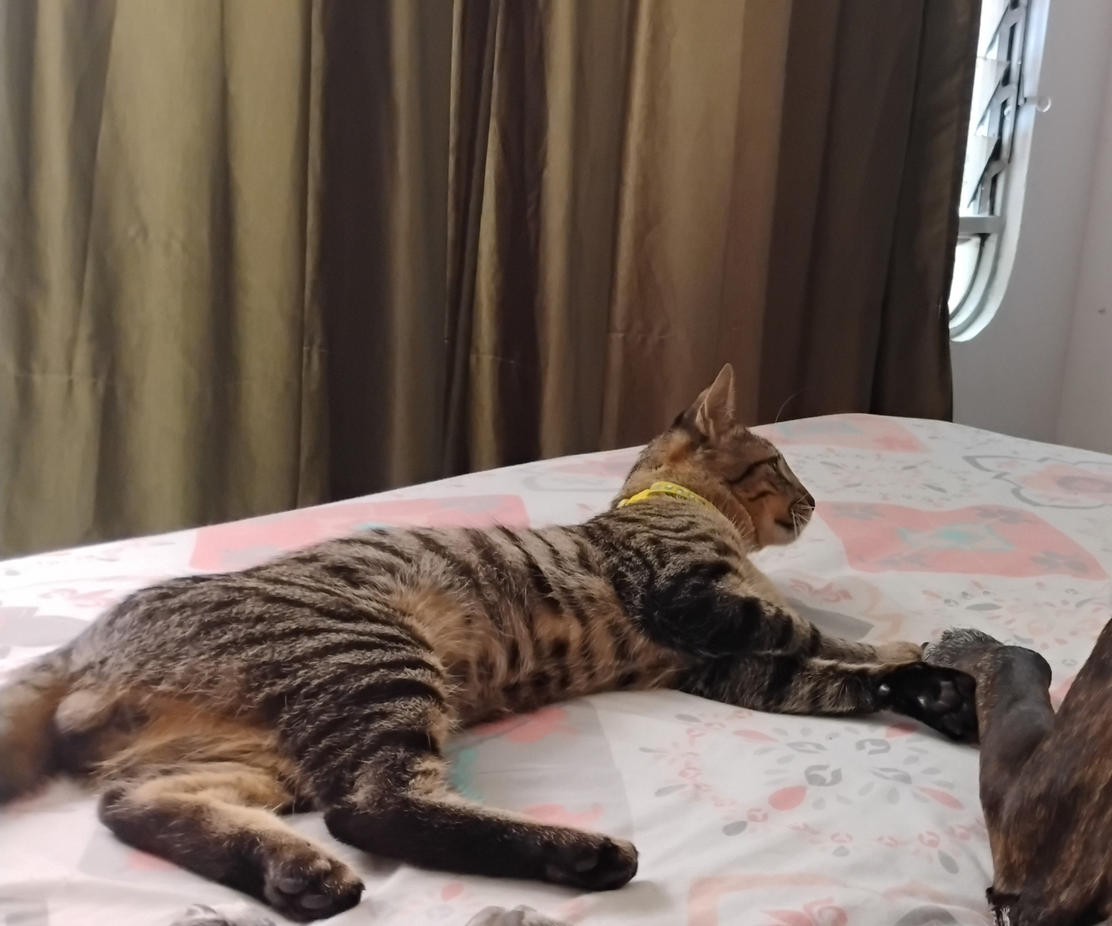 Tigres, gato macho perdido - ¡Ayuda a encontrarlo! 59