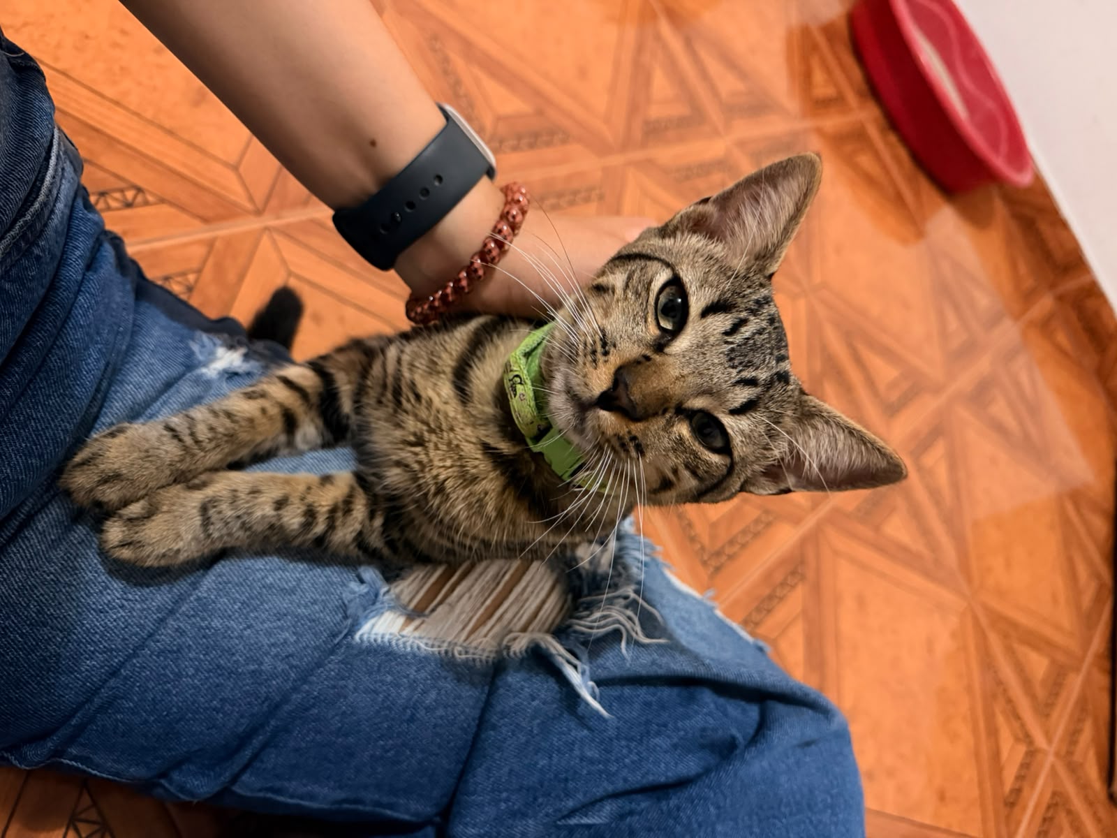 Tigres, gato macho perdido - ¡Ayuda a encontrarlo! 55