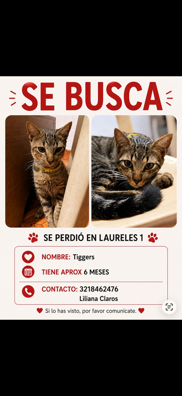 Tigres, gato macho perdido - ¡Ayuda a encontrarlo! 56